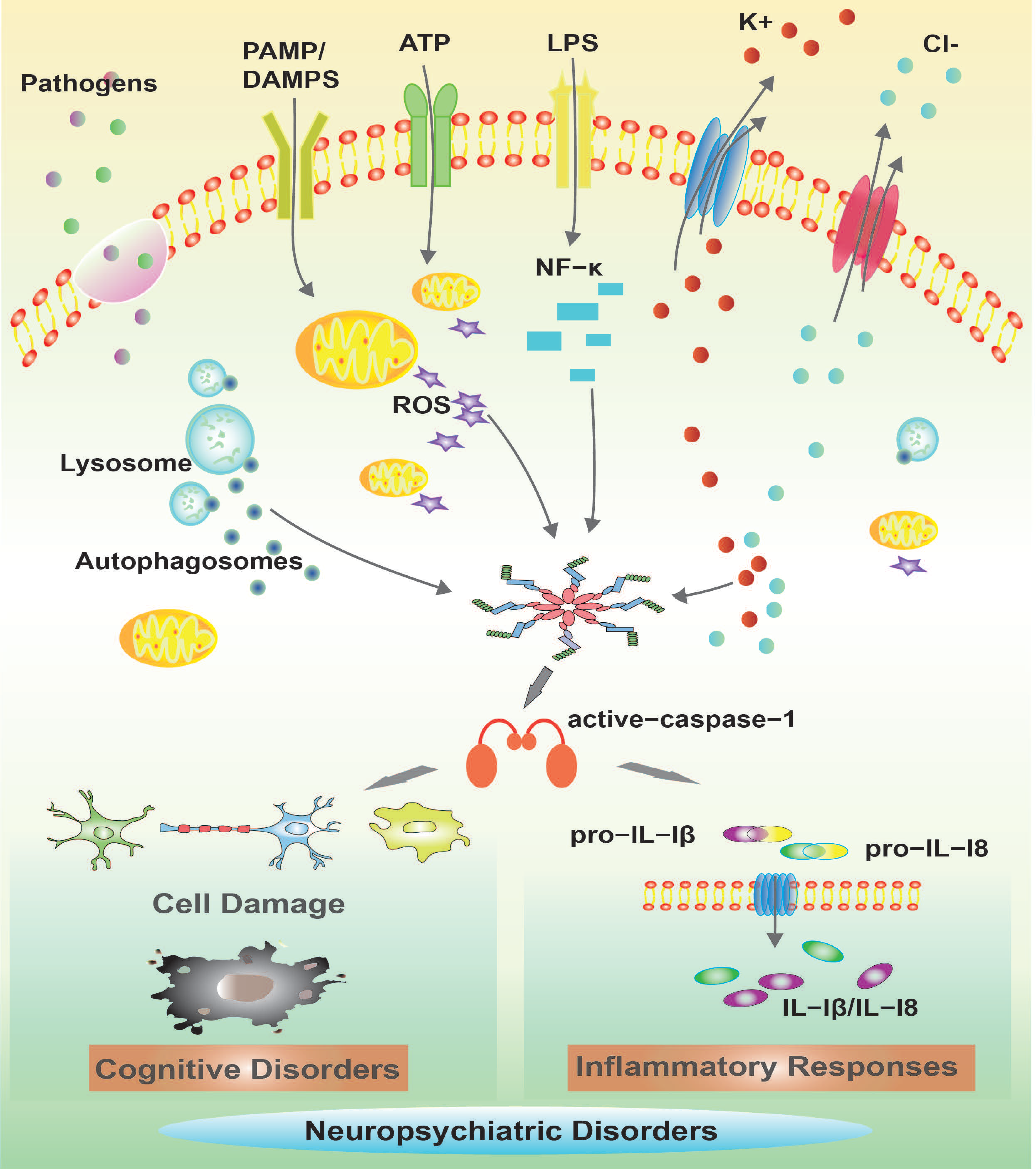 Brainsci 12 01057 g002