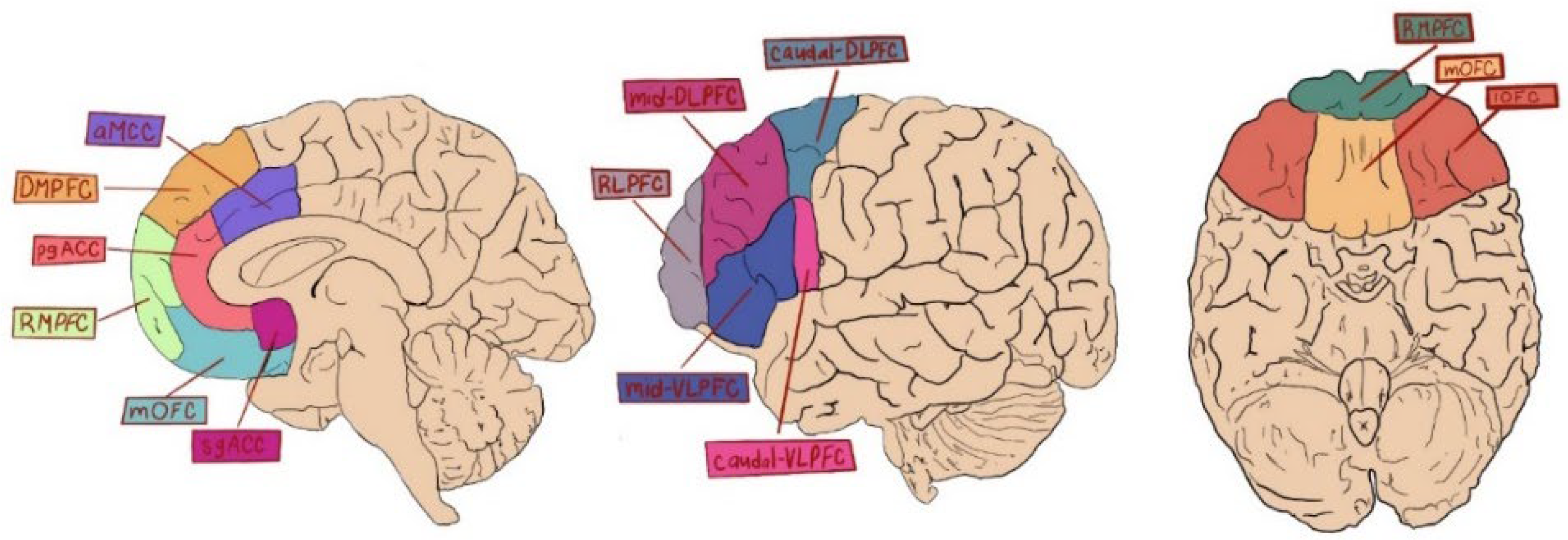 Why is the dorsolatereral prefrontal cortex (DLPFC) the favorite