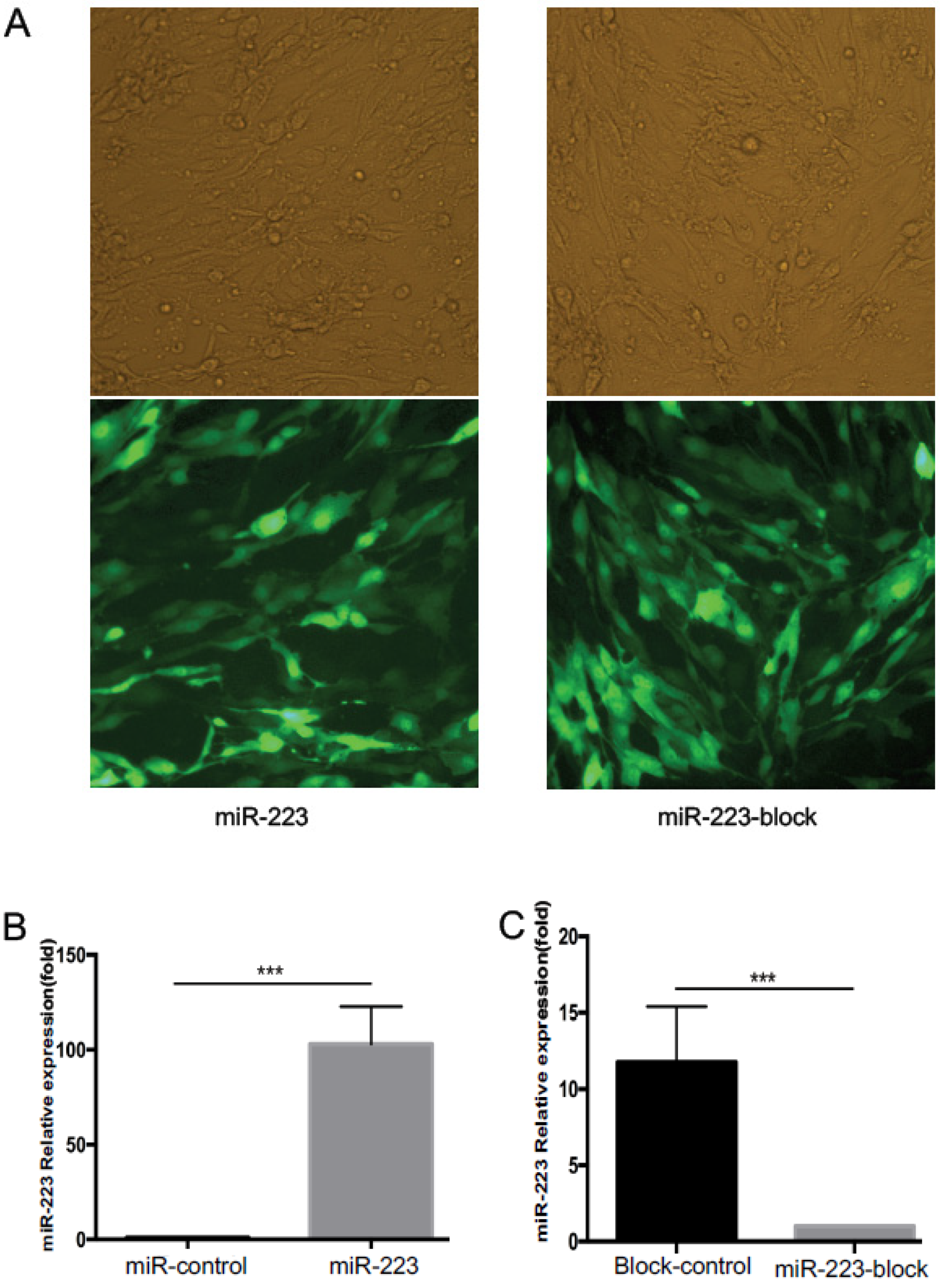 Brainsci 12 01157 g002 Brainsci 12 01157 g002