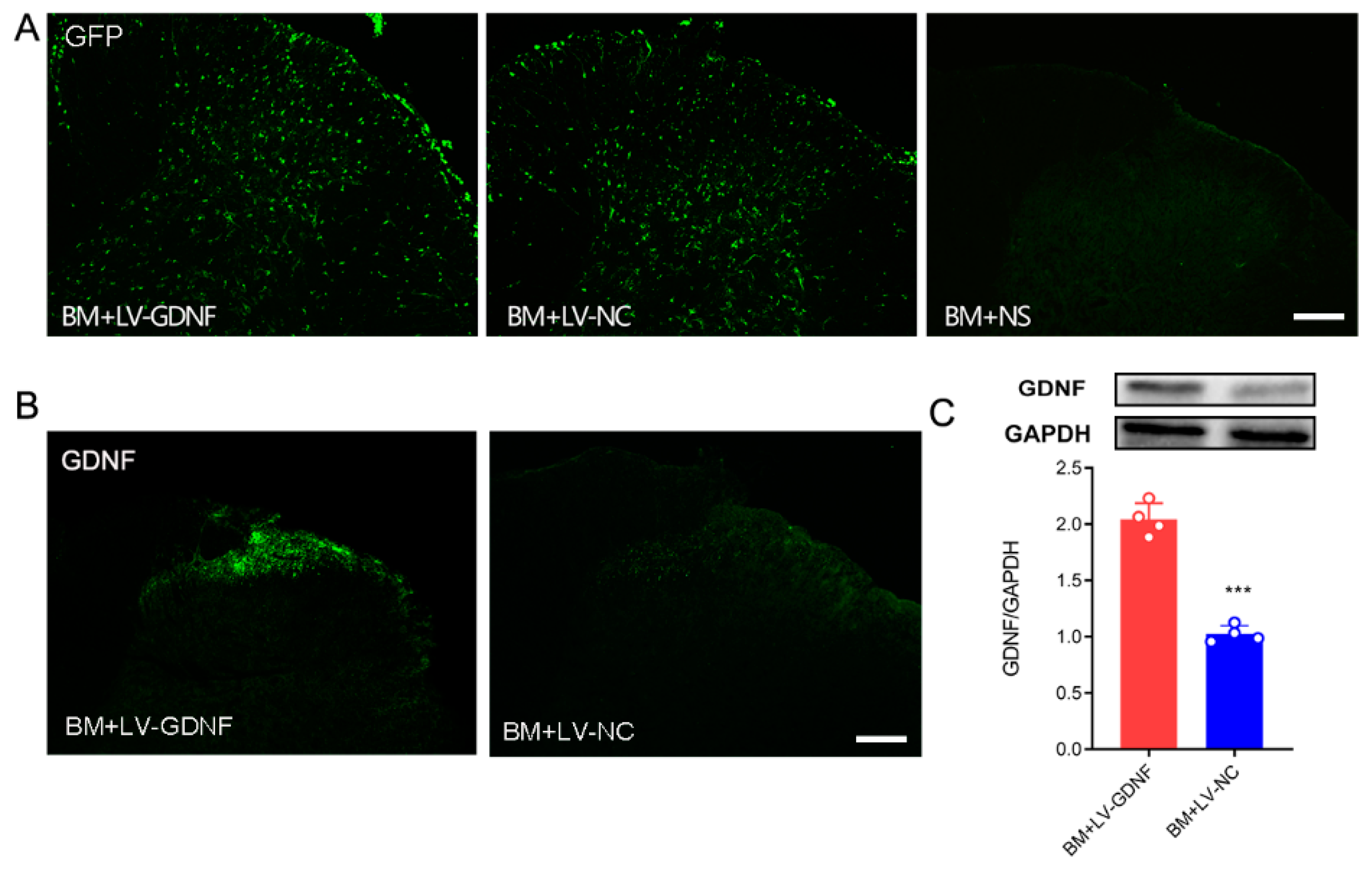 Brainsci 12 01188 g004 550