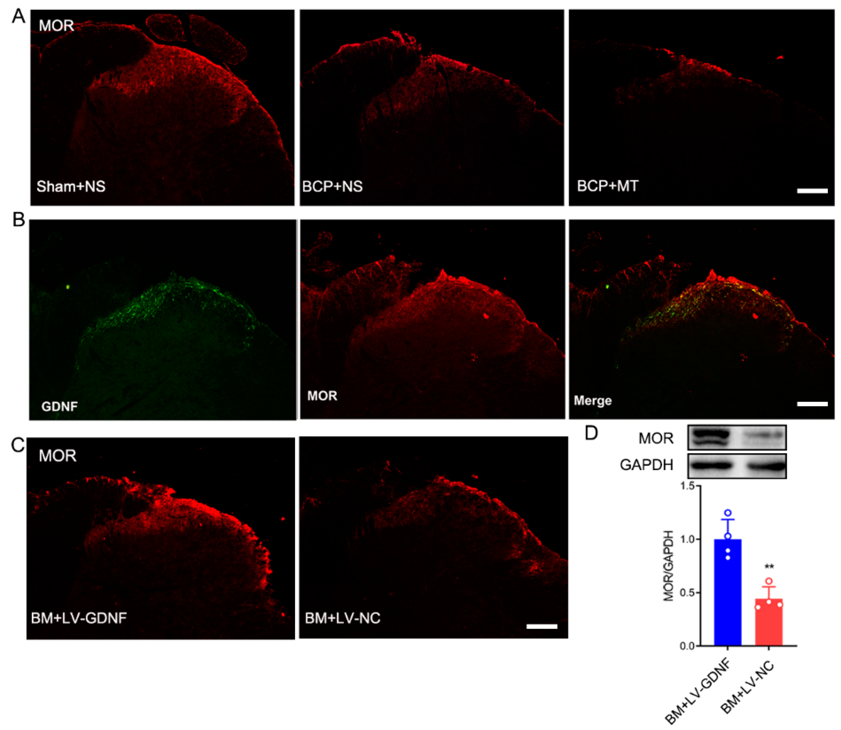 Brainsci 12 01188 g006 550