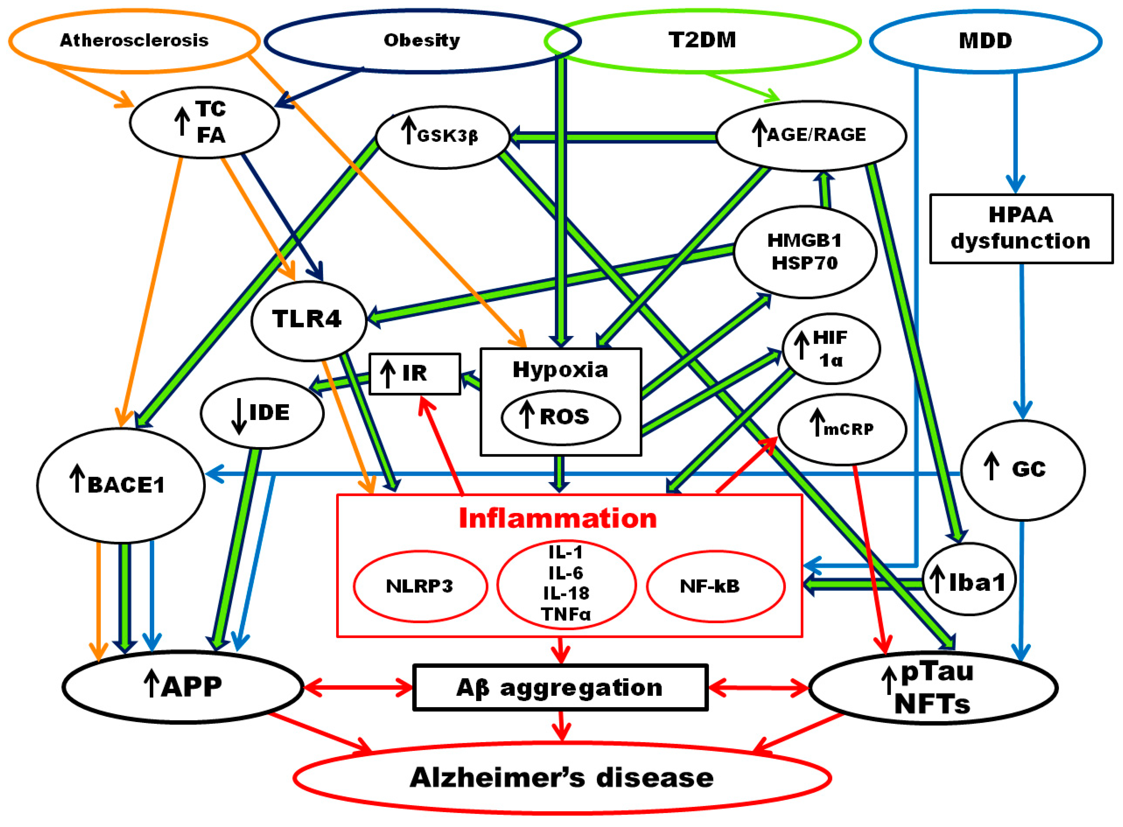 Is Alzheimer'S Disease Hereditary? New Discoveries - 8pcgvu4