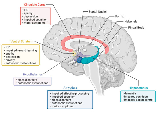 What Is The Limbic System? Definition, Parts, And Functions