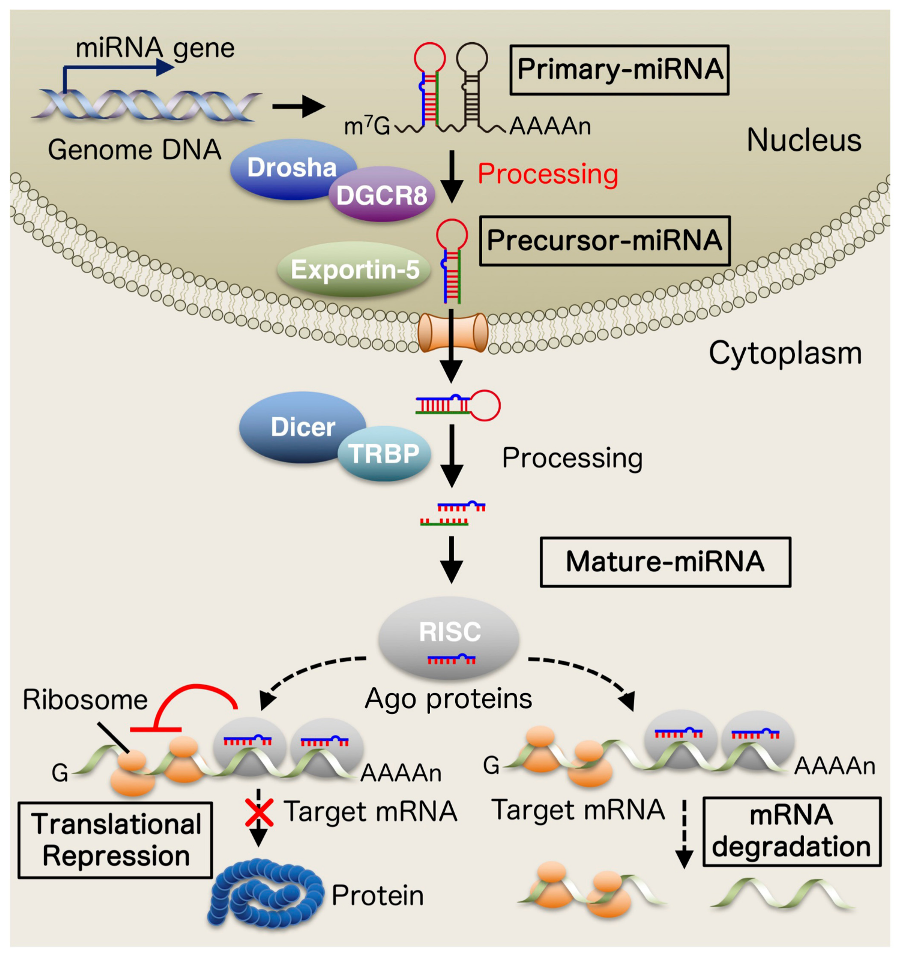 Brainsci 12 01366 g001 Brainsci 12 01366 g001