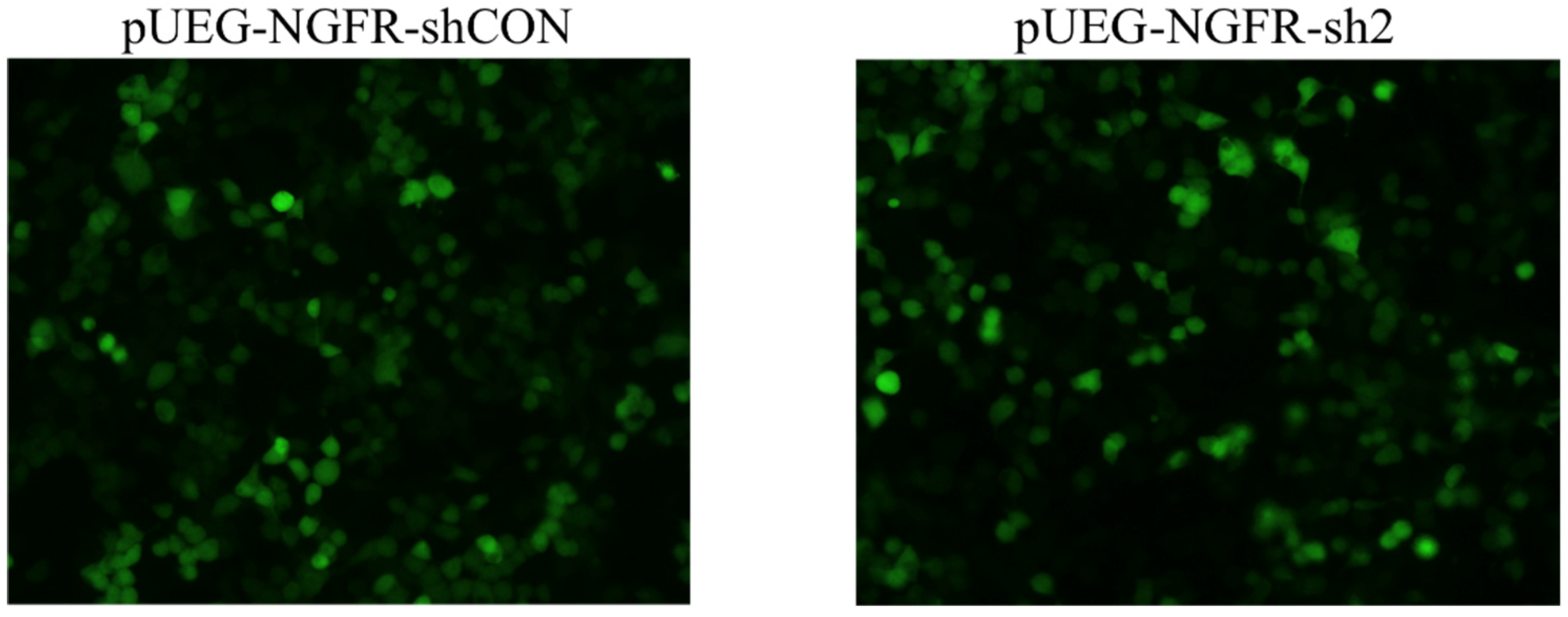 Brainsci 12 01372 g001 Brainsci 12 01372 g001