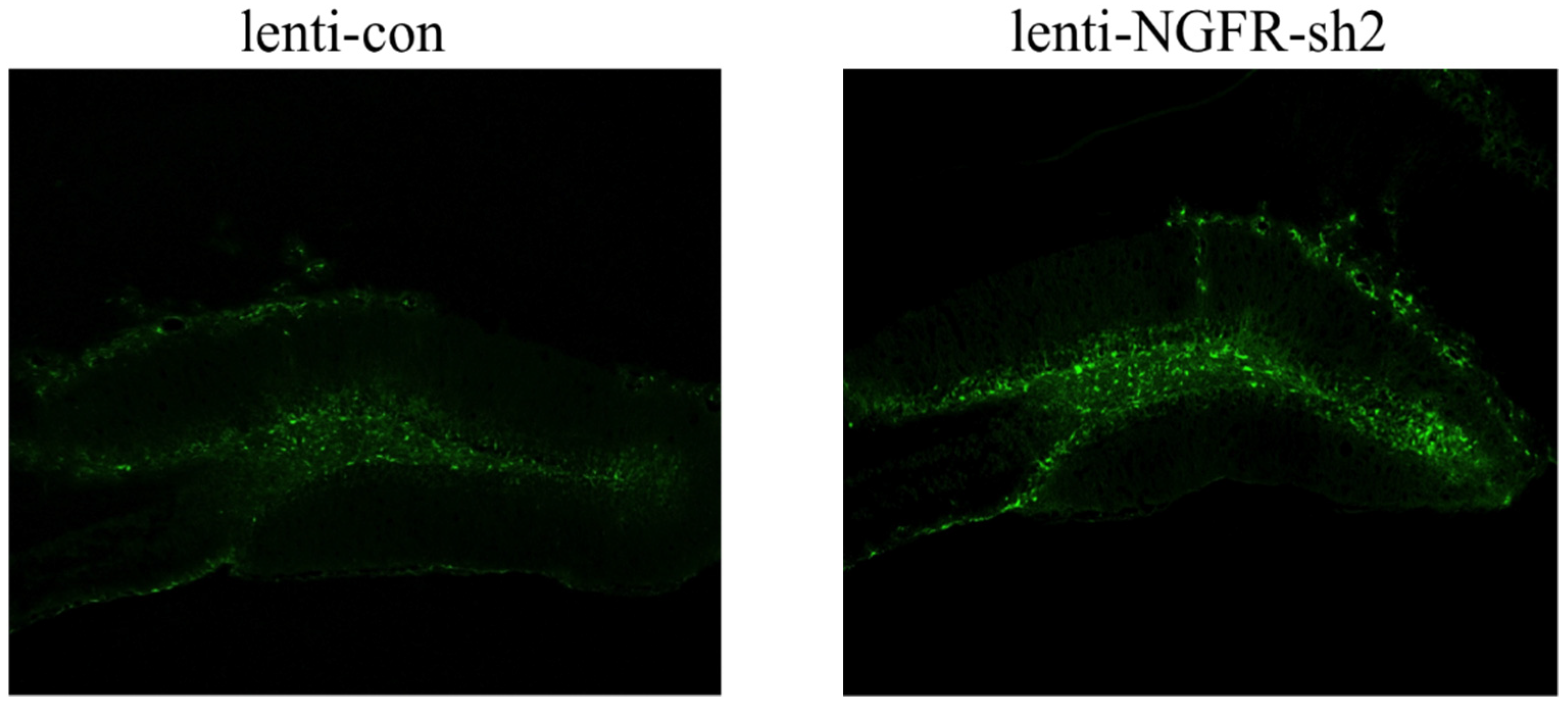 Brainsci 12 01372 g004 Brainsci 12 01372 g004