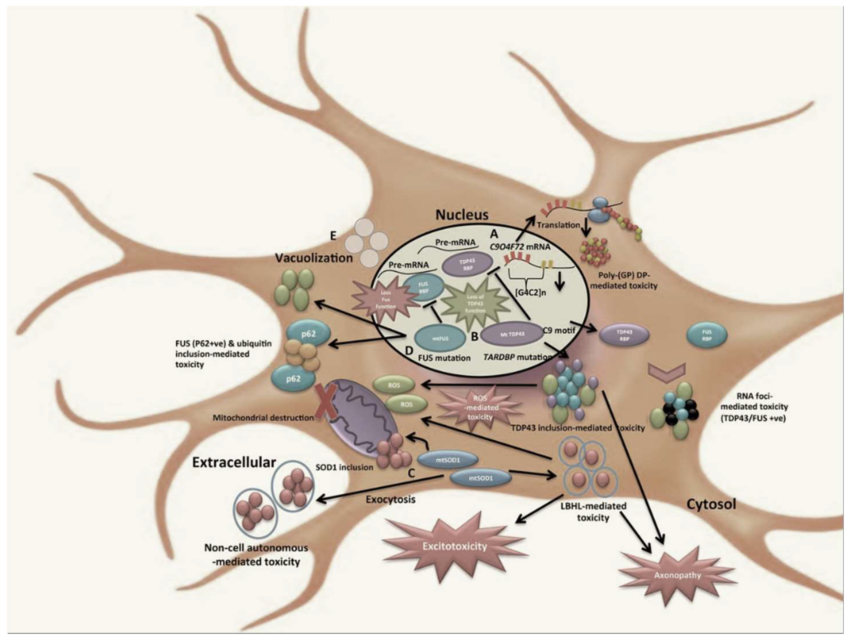 Brainsci 12 01412 g001 Brainsci 12 01412 g001