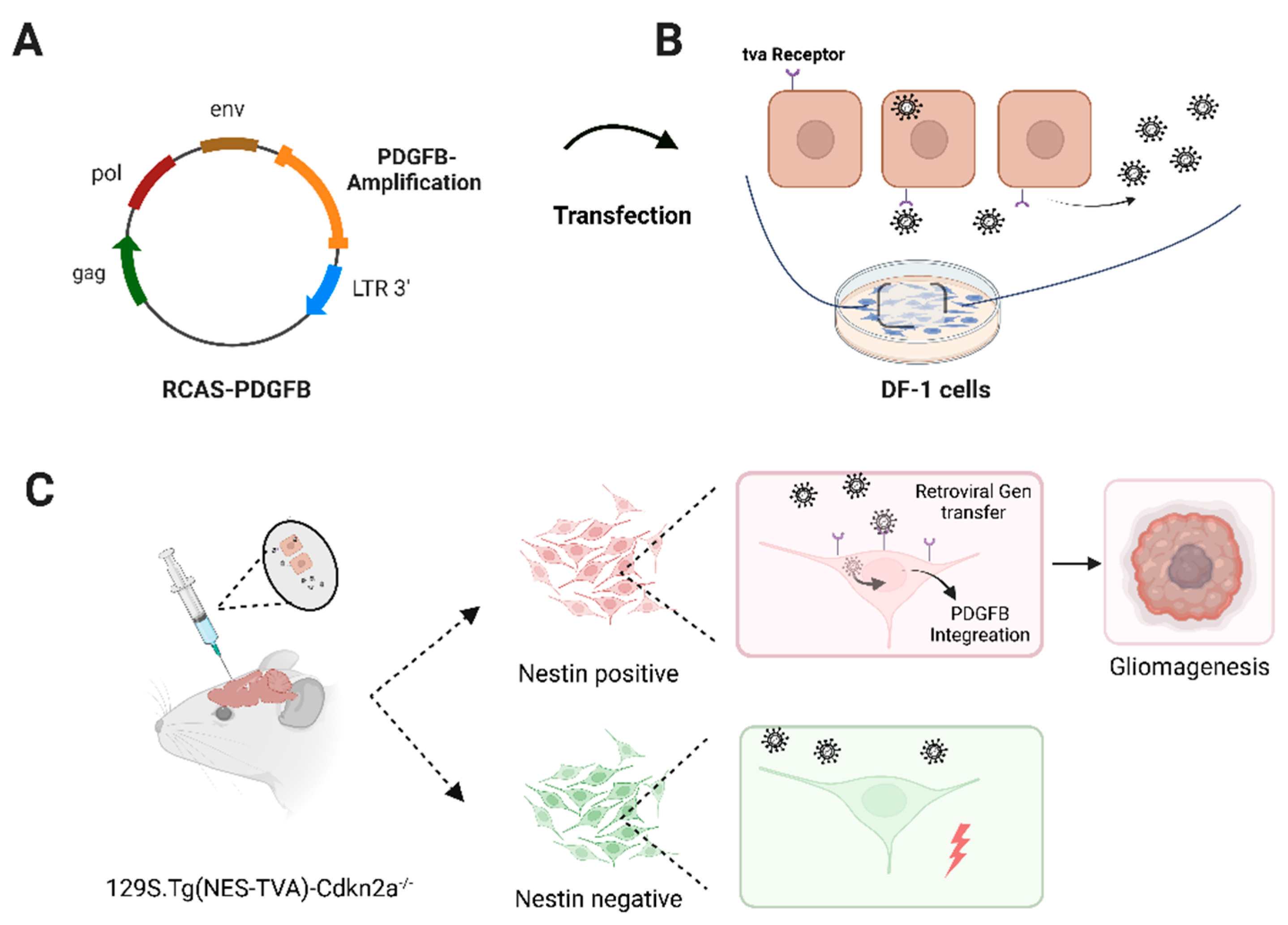 Brainsci 12 01426 g001 Brainsci 12 01426 g001