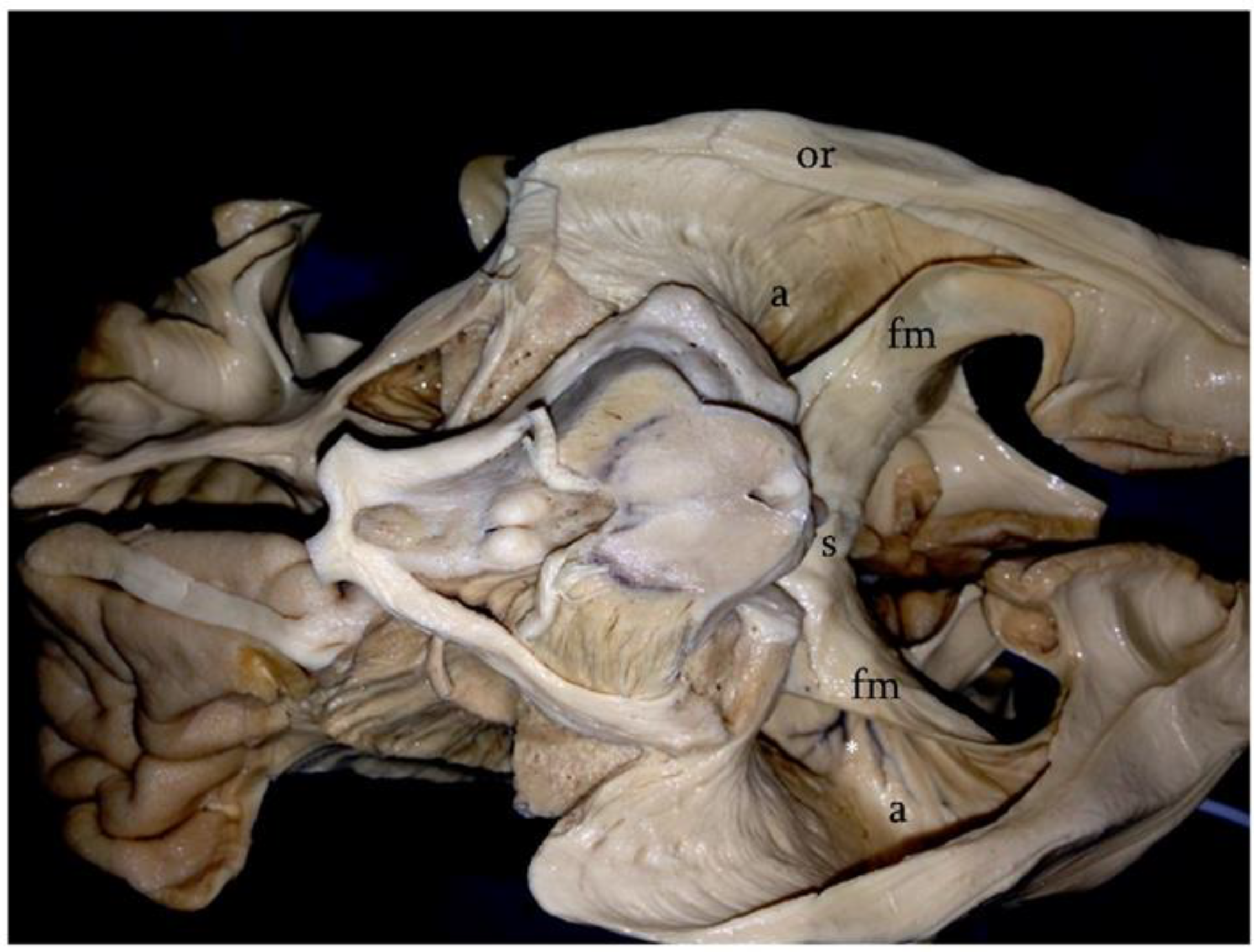 Brainsci 12 01453 g001