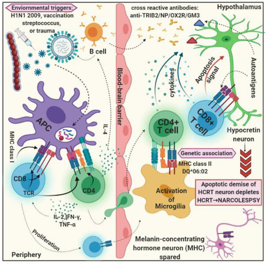 Frontiers  Cellular and Molecular Mechanisms of REM Sleep Homeostatic  Drive: A Plausible Component for Behavioral Plasticity