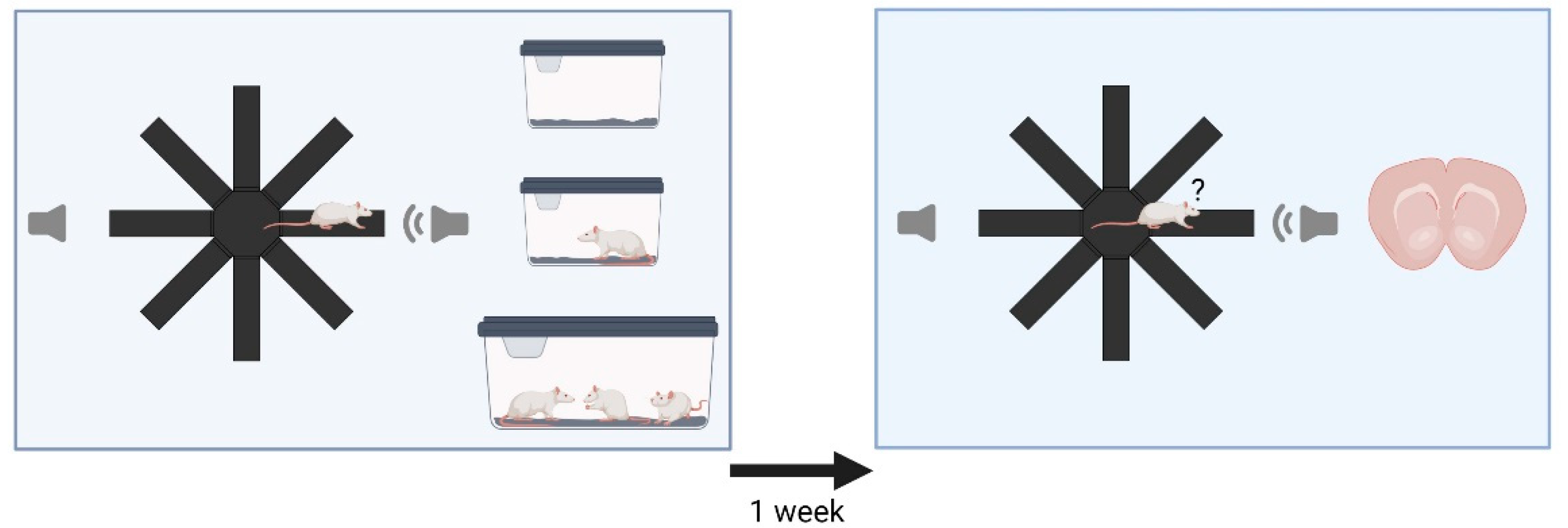Brainsci 12 01474 g001 Brainsci 12 01474 g001