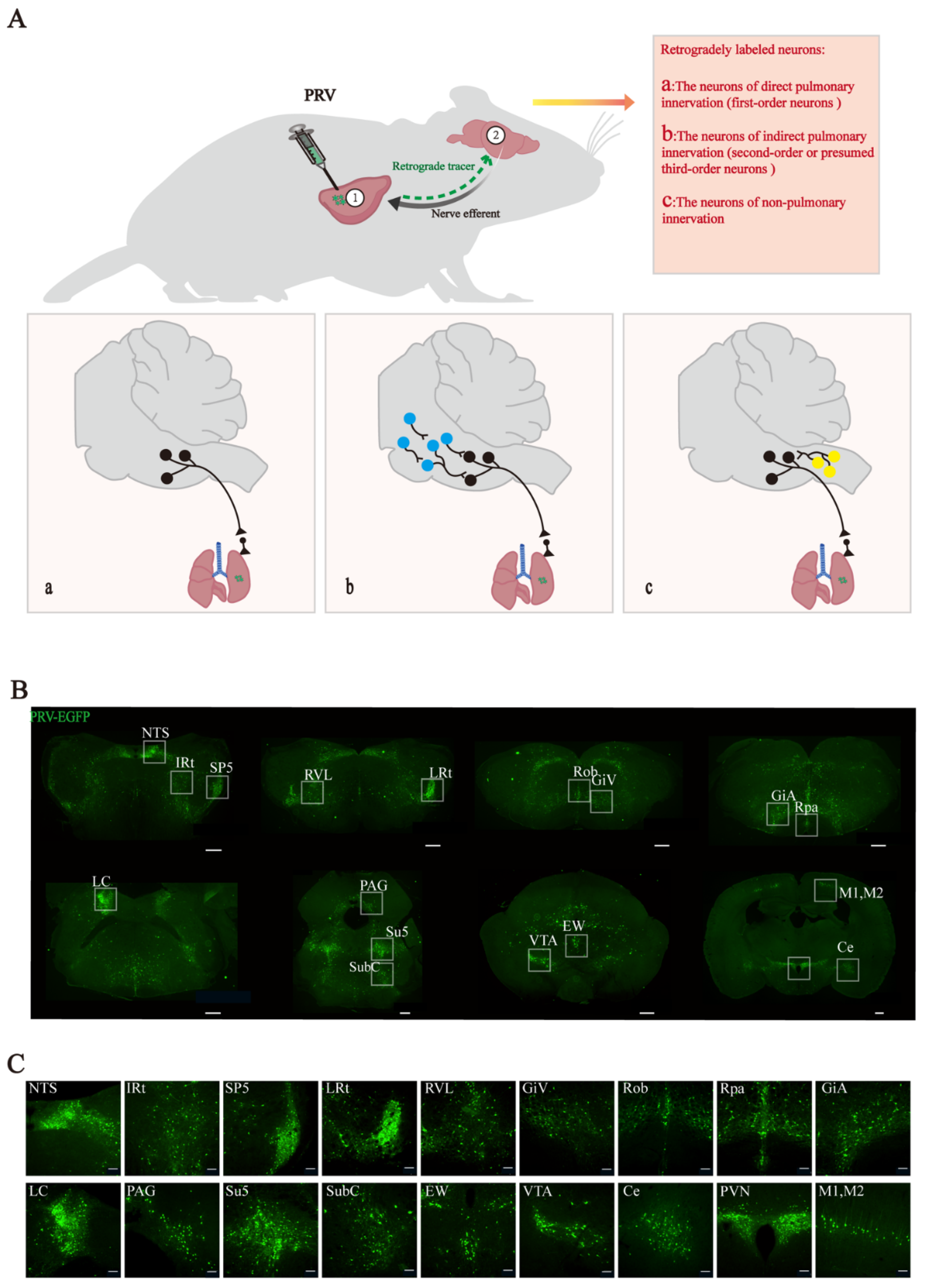 Brainsci 12 01486 g001