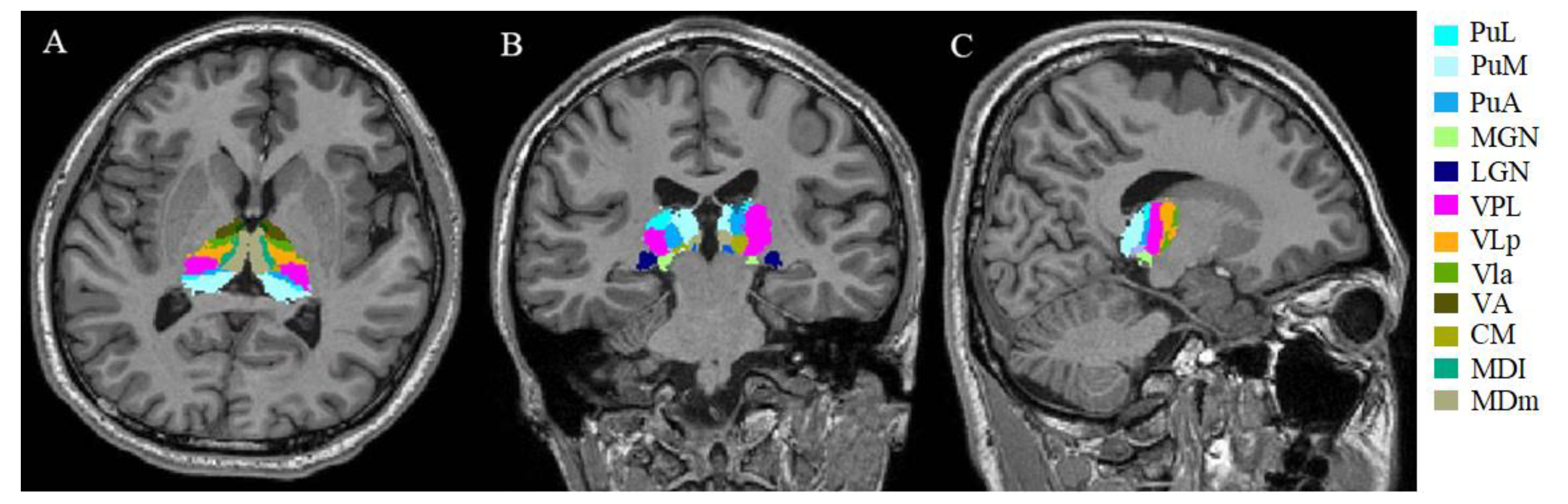 Brainsci 12 01538 g001 Brainsci 12 01538 g001