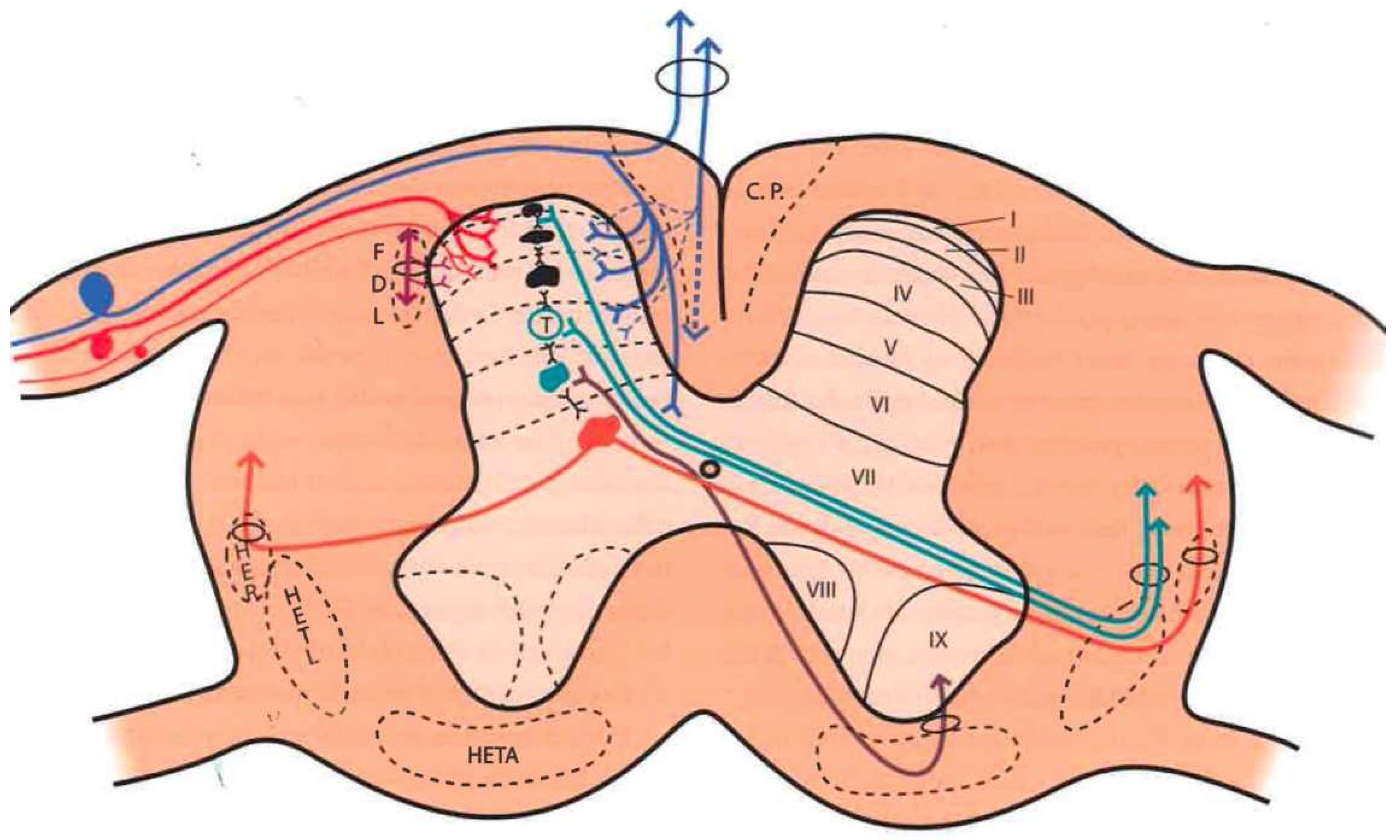 cervical plexus - Draw it to Know it - Neuroanatomy Tutorial 