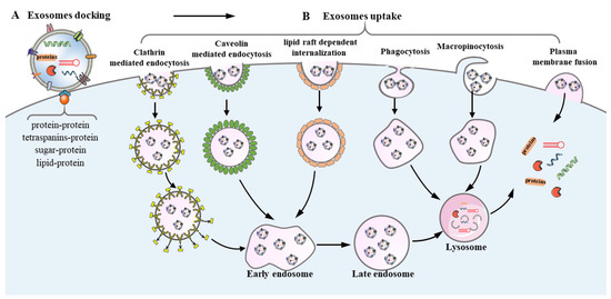 Exosomes in Cerebral Ischemia-Reperfusion Injury: Current