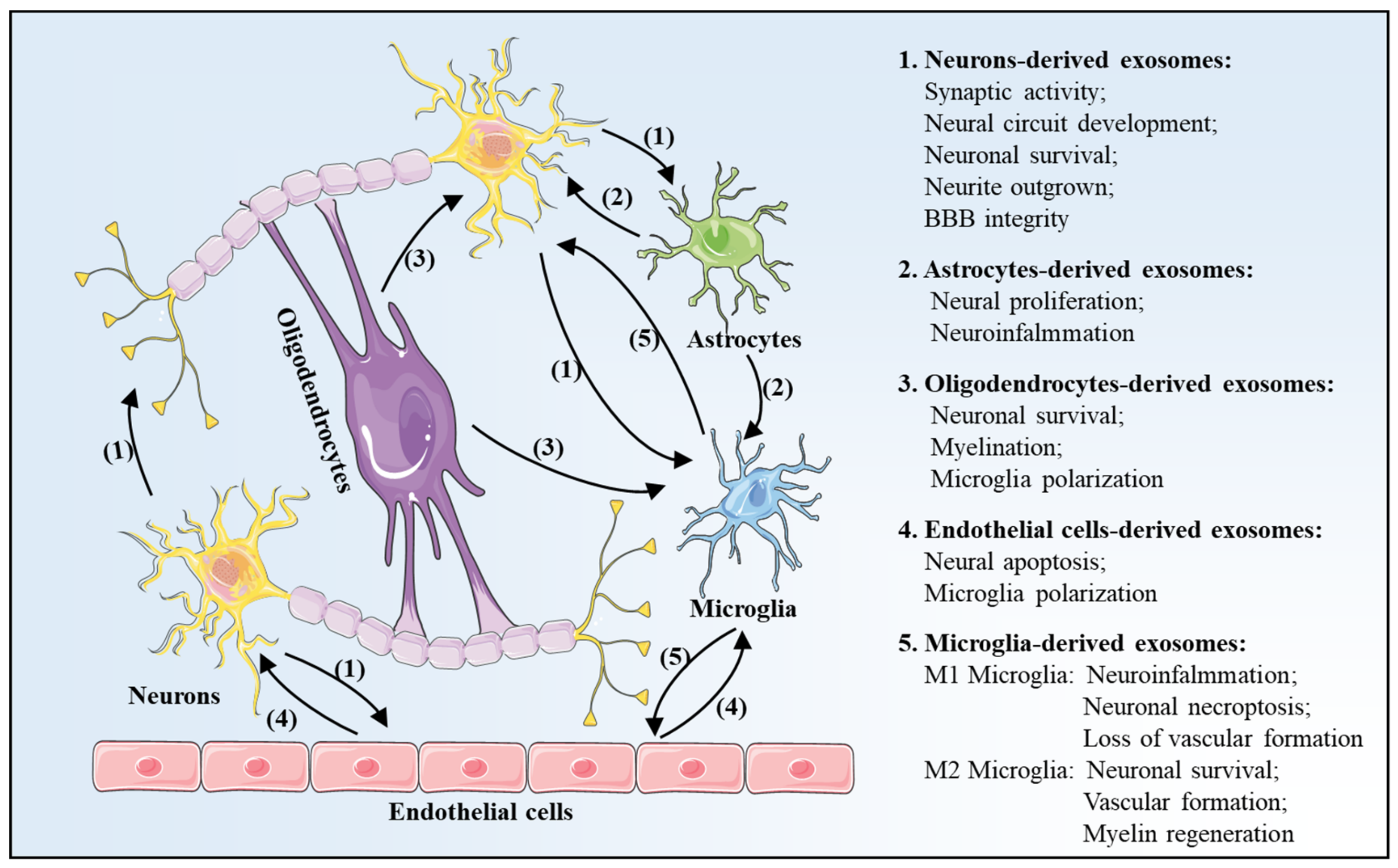 Exosomes in Cerebral Ischemia-Reperfusion Injury: Current
