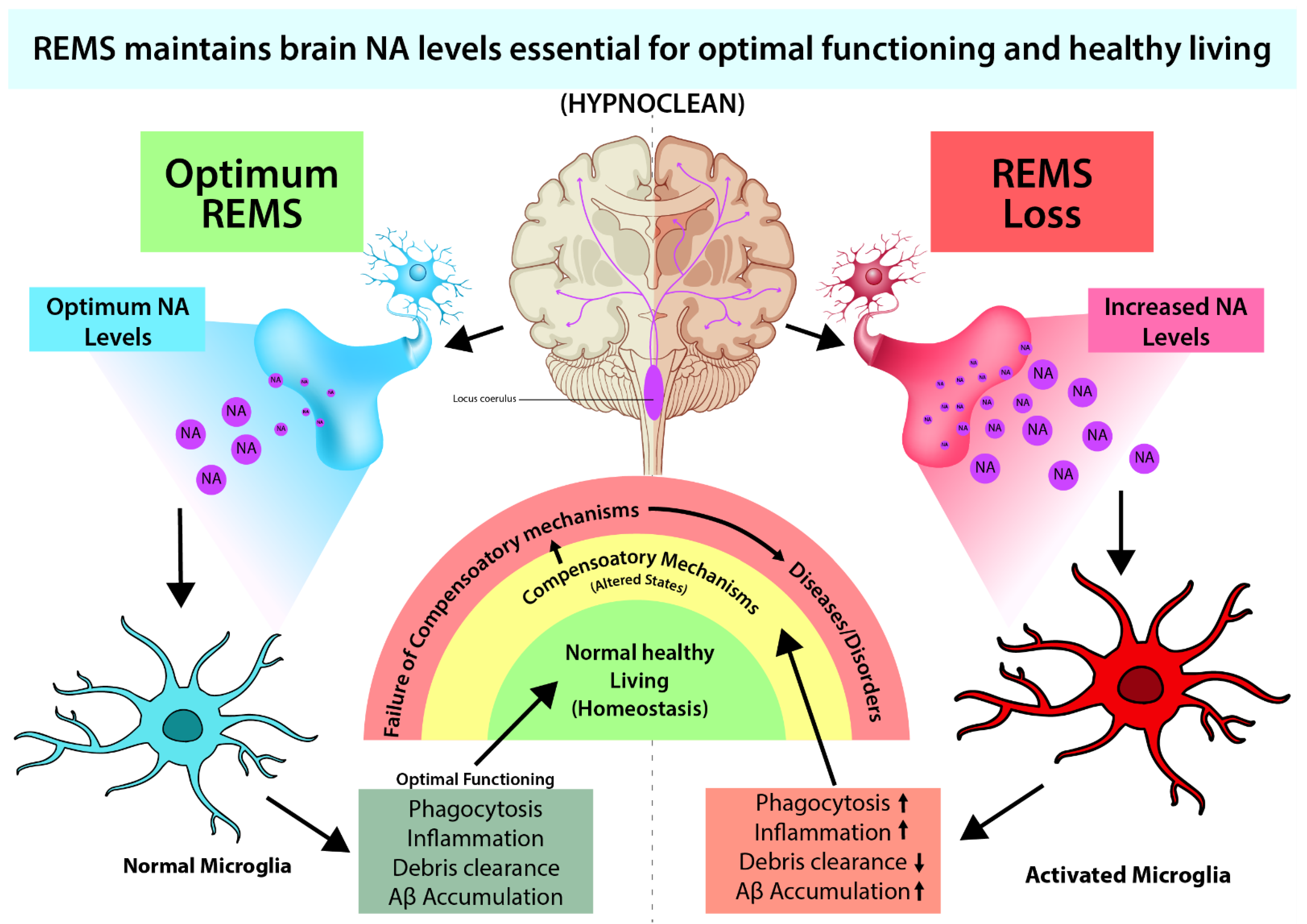 Brain Sciences Free Full Text Sleep And Neuroimmunomodulation For brain-sciences-free-full-text-sleep-and-neuroimmunomodulation-for