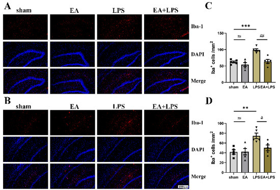 Electroacupuncture Alleviates Neuroinflammation by