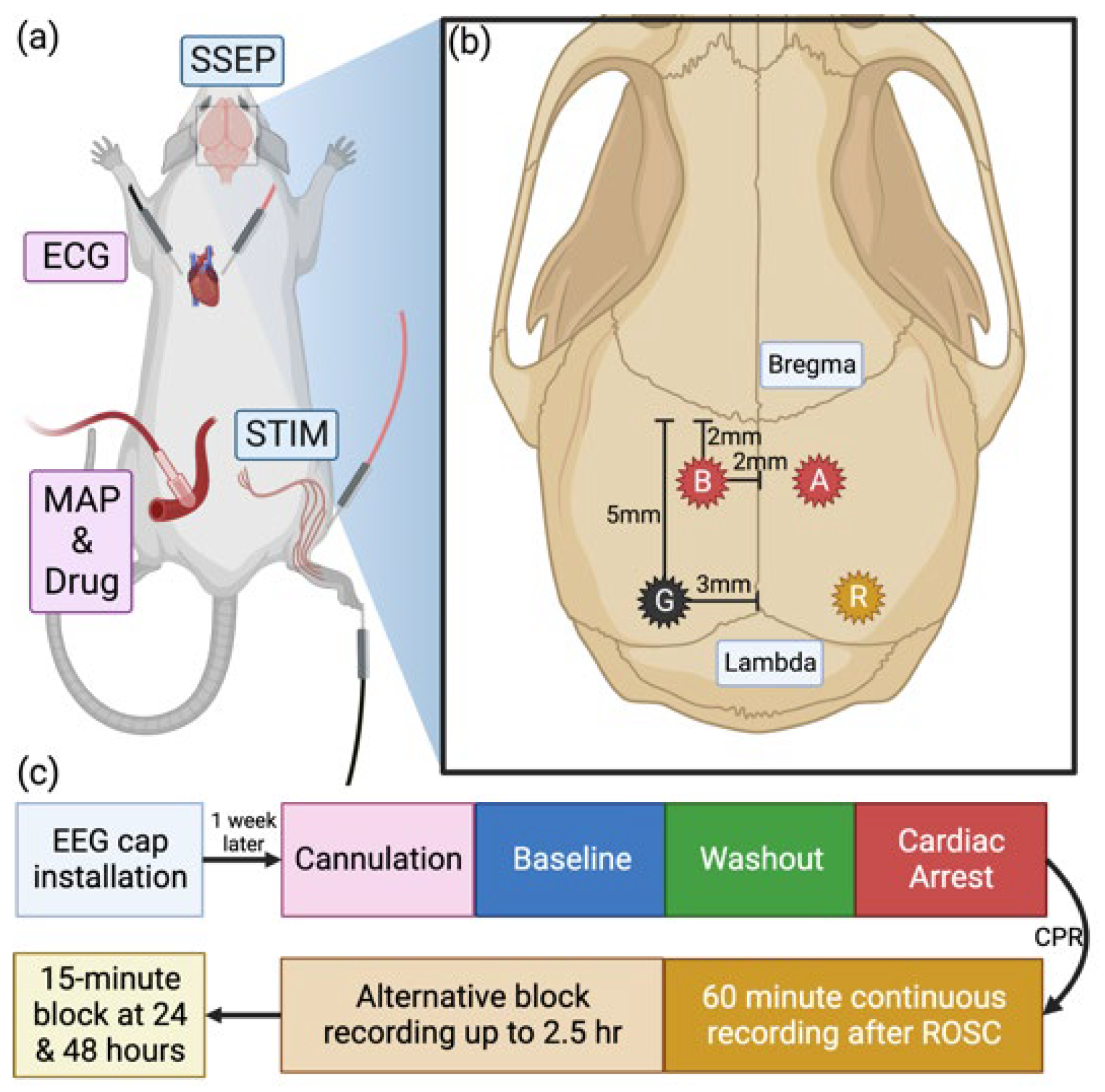 Brainsci 13 00002 g001