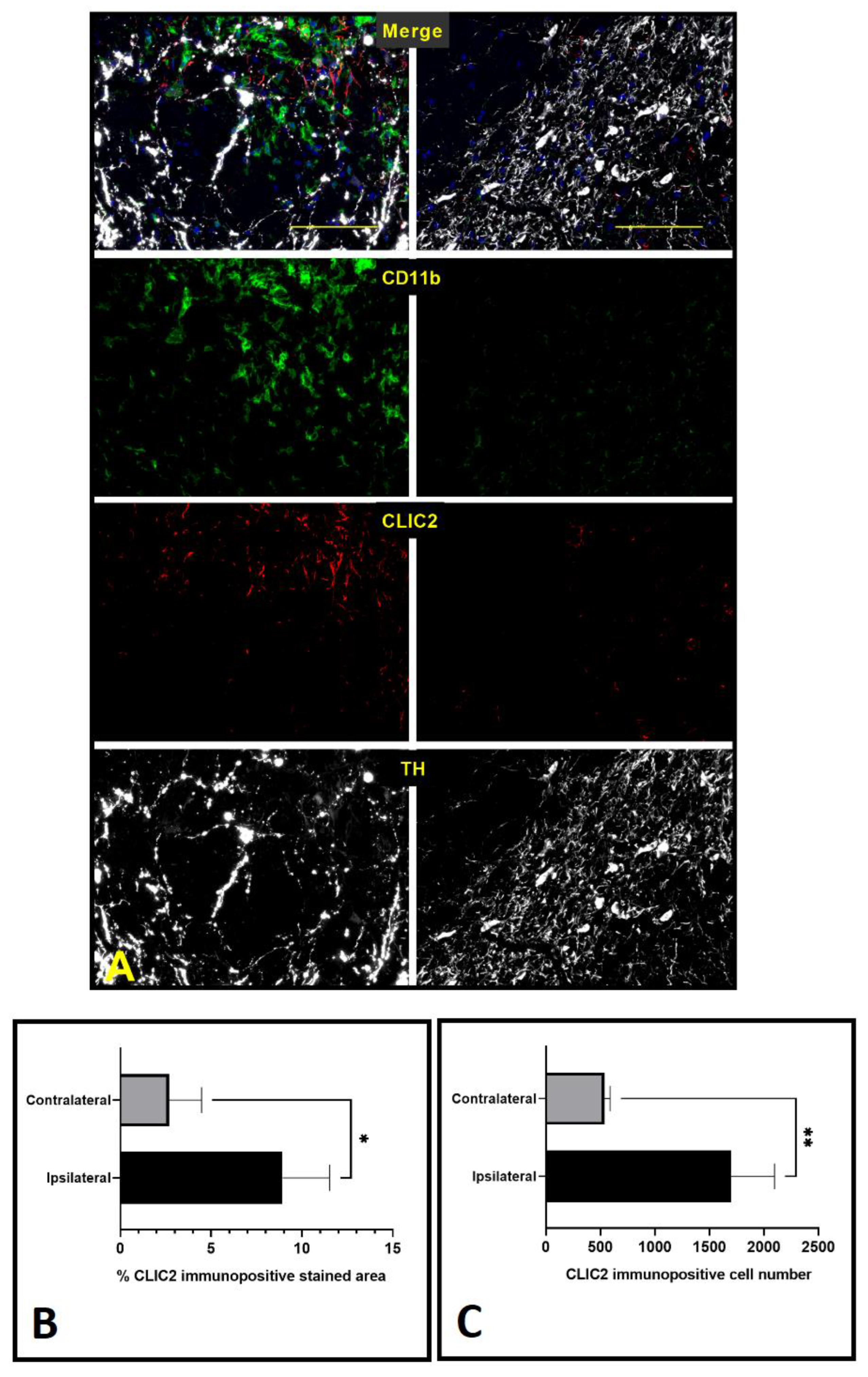 Brainsci 13 00055 g002 Brainsci 13 00055 g002