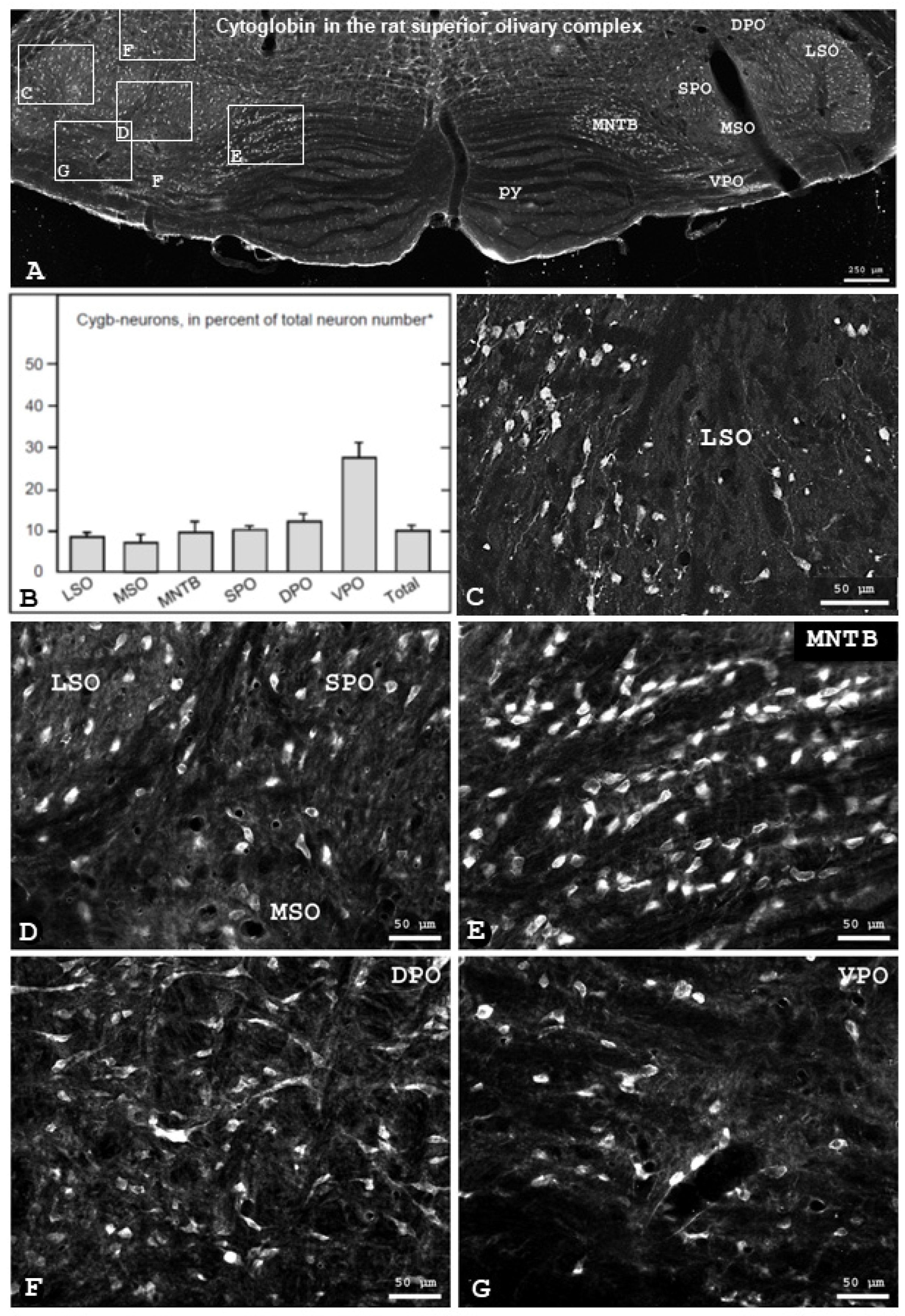 Brainsci 13 00107 g001 Brainsci 13 00107 g001
