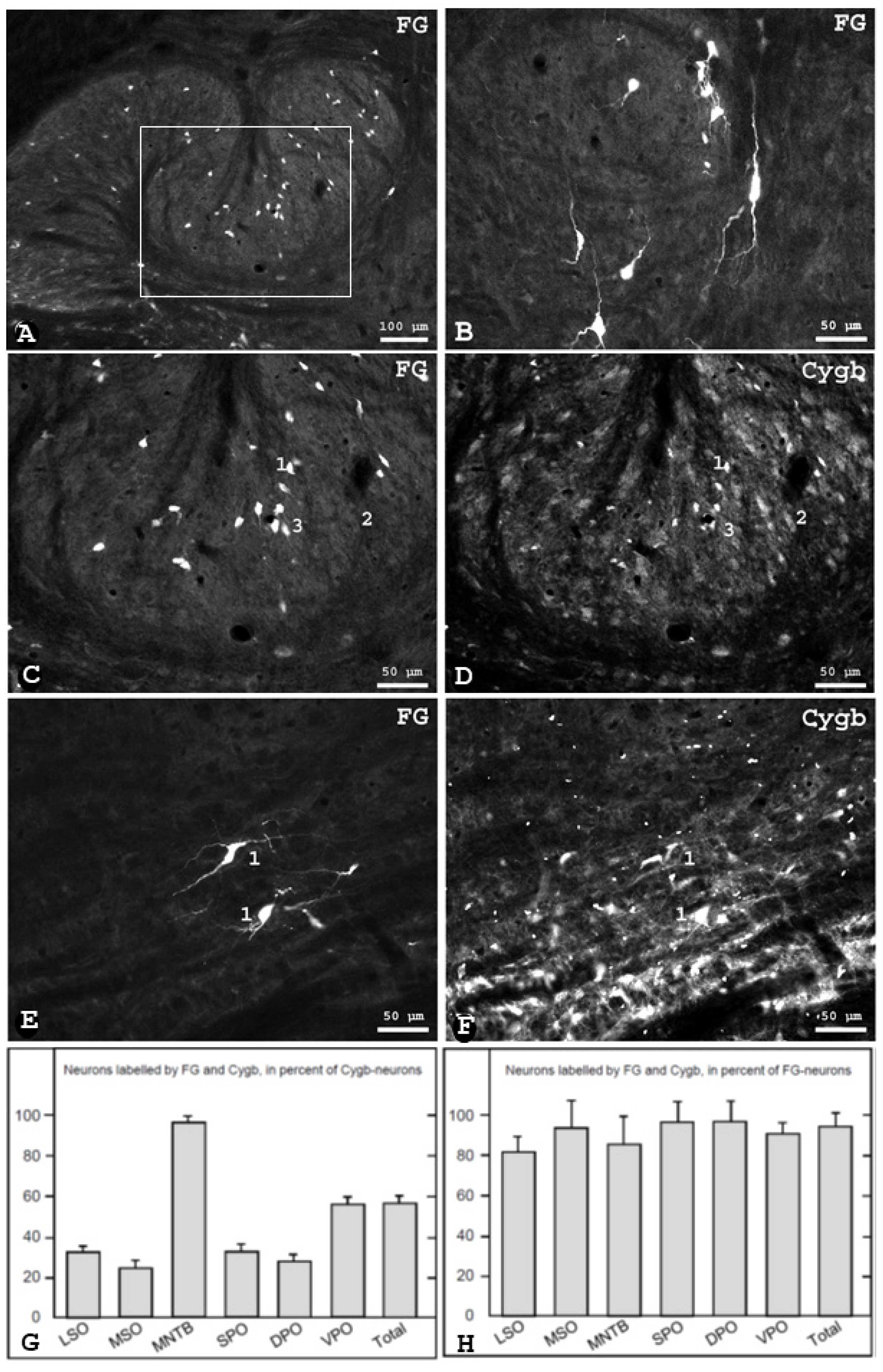 Brainsci 13 00107 g002 Brainsci 13 00107 g002