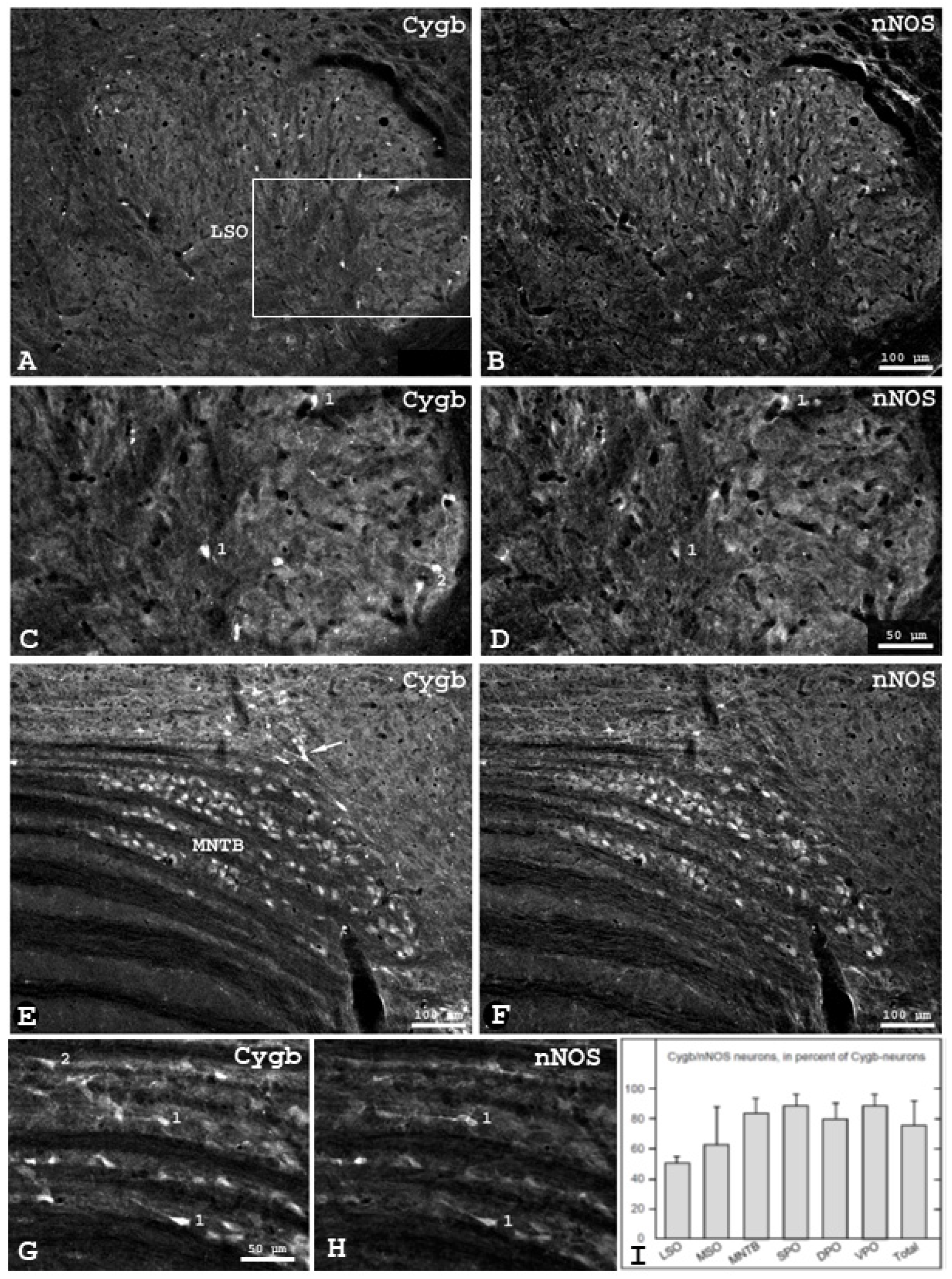 Brainsci 13 00107 g003 Brainsci 13 00107 g003