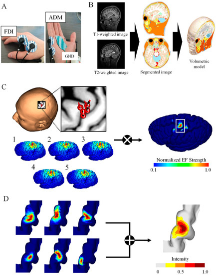 Mapping Brain Motor Functions Using - Brainsci 13 00116 G001 550 