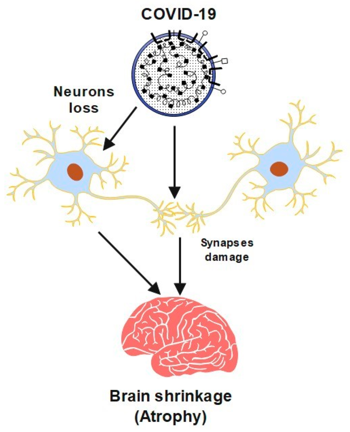 Brain Synapses Diagram brain-synapses-diagram