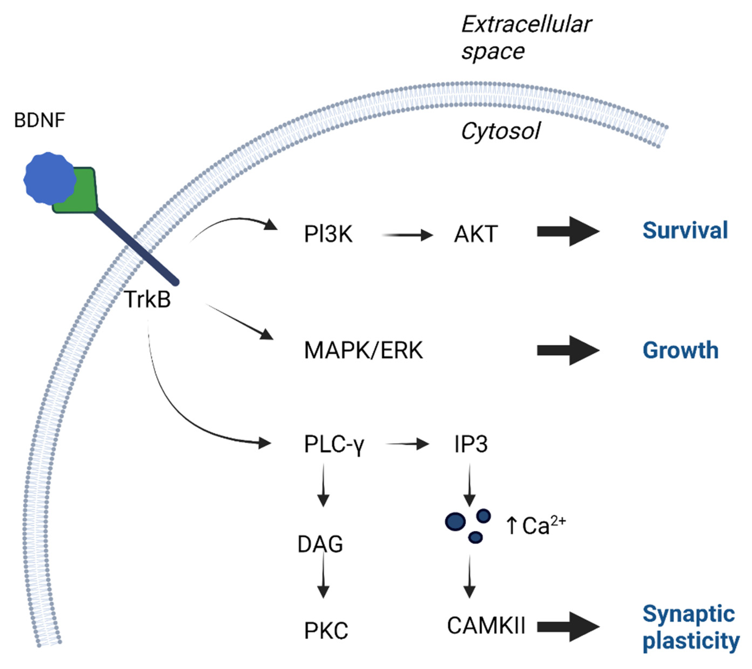 Brainsci 13 00163 g002 Brainsci 13 00163 g002