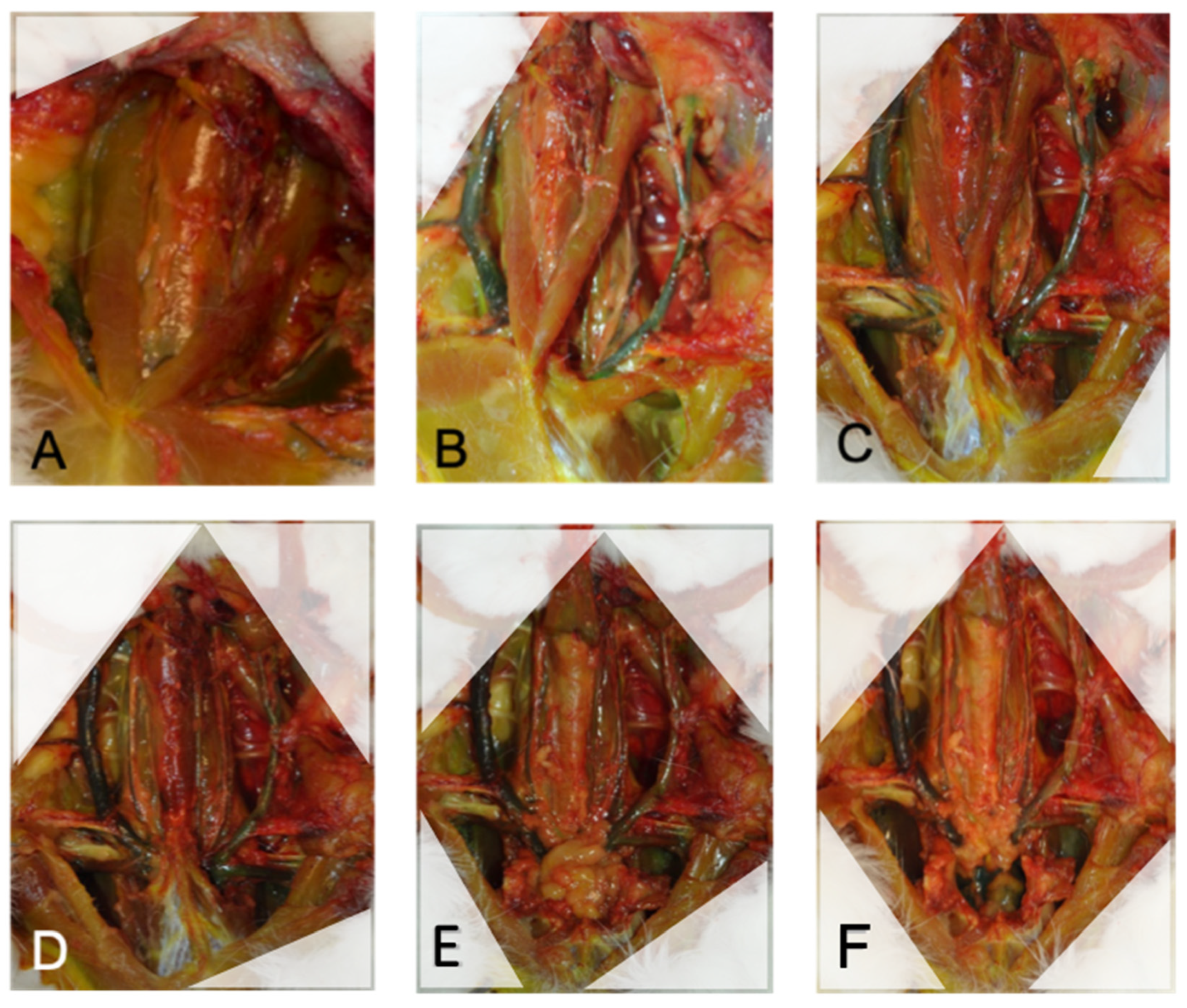 Brainsci 13 00222 g002 Brainsci 13 00222 g002