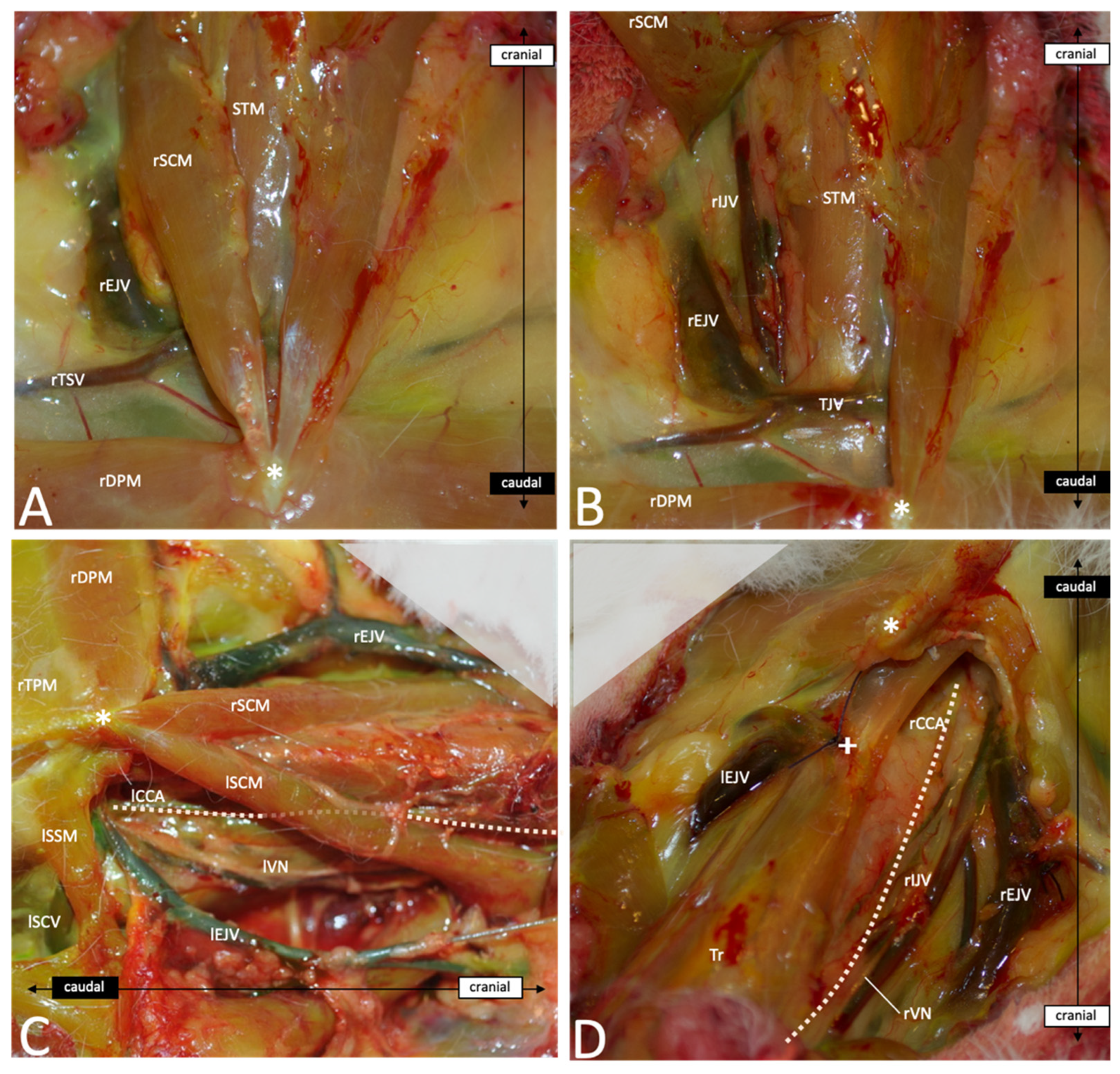 Brainsci 13 00222 g004 Brainsci 13 00222 g004