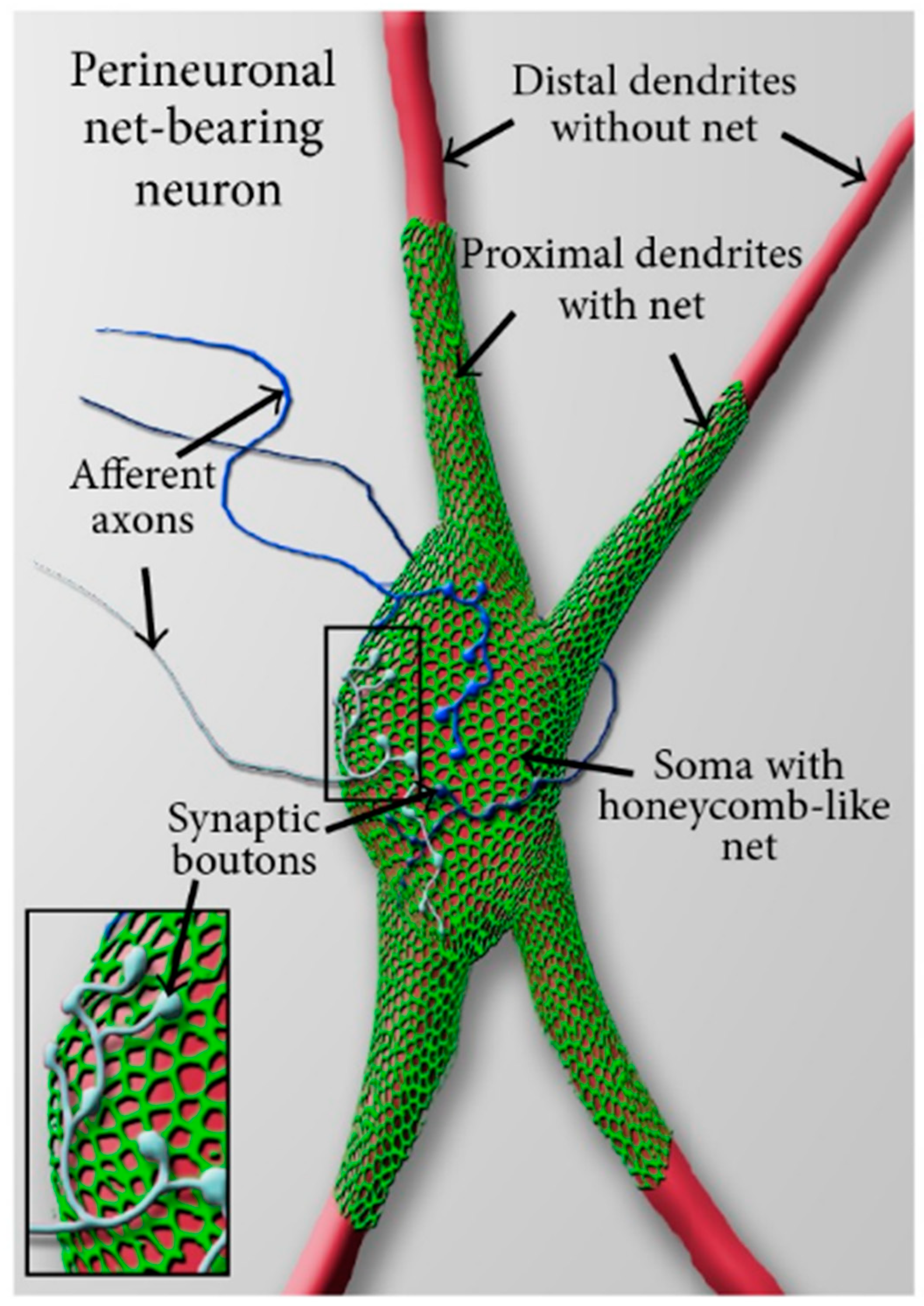 Brainsci 13 00259 g002 Brainsci 13 00259 g002