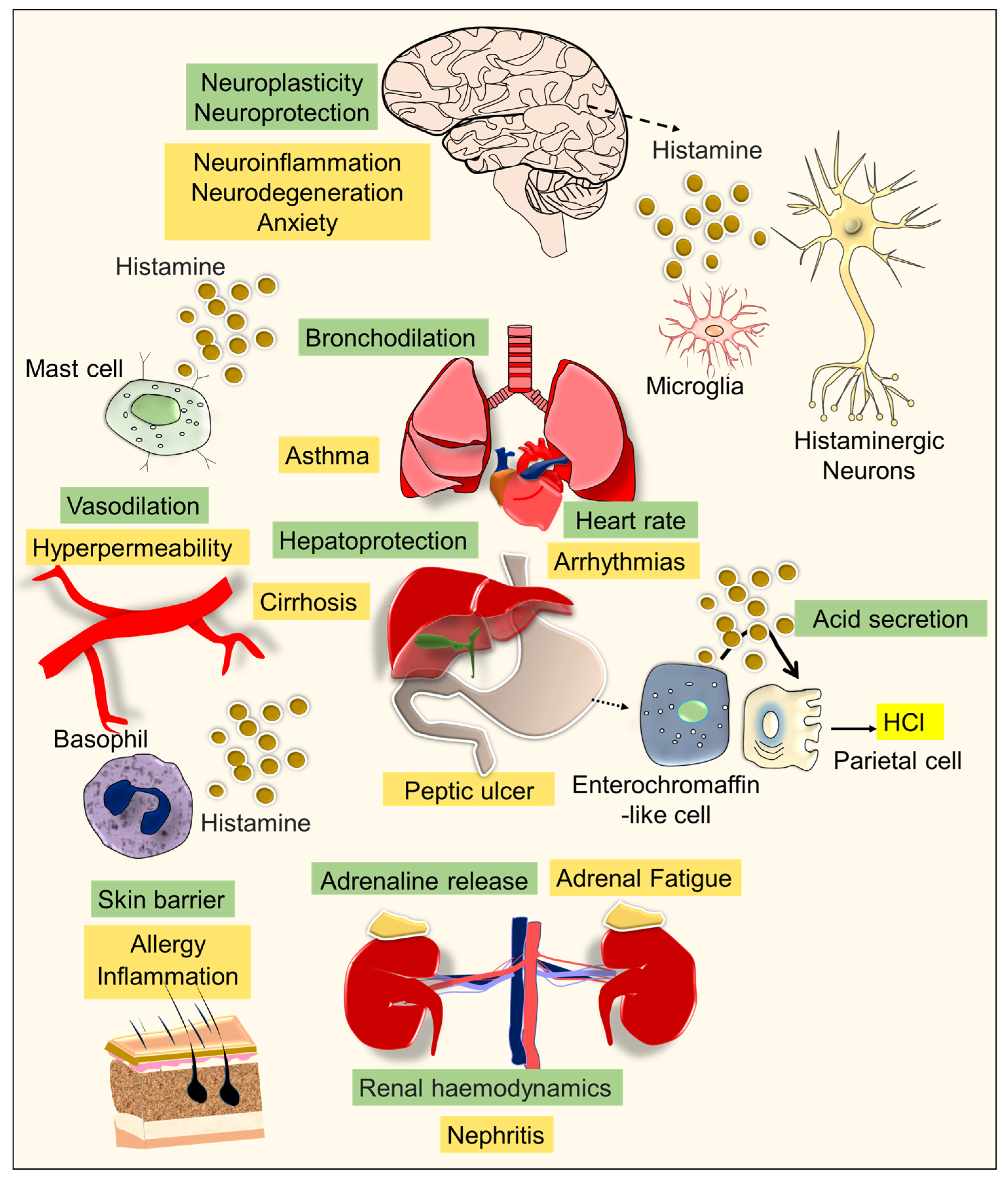 Brainsci 13 00266 g001