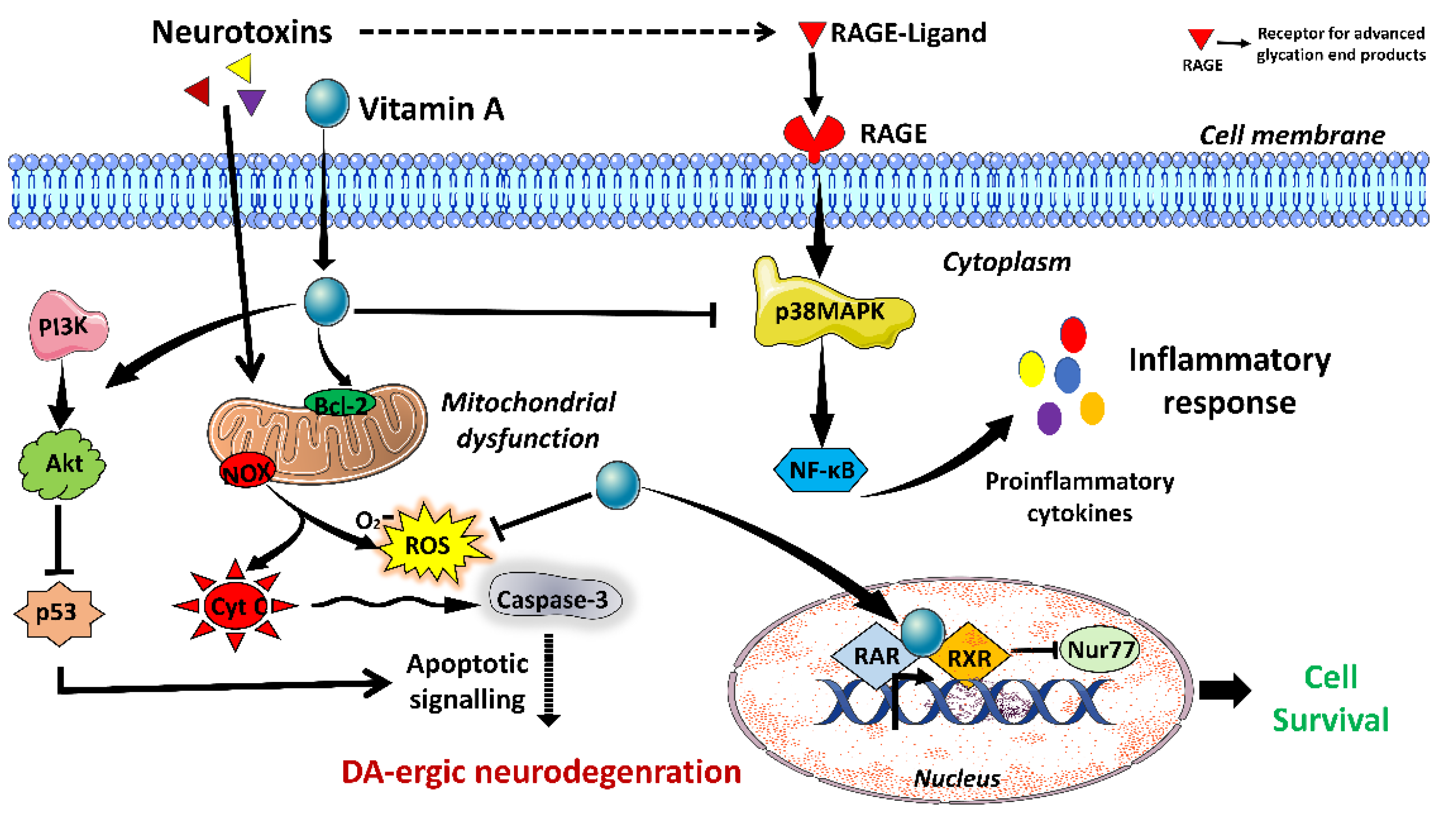 Brainsci 13 00272 g001
