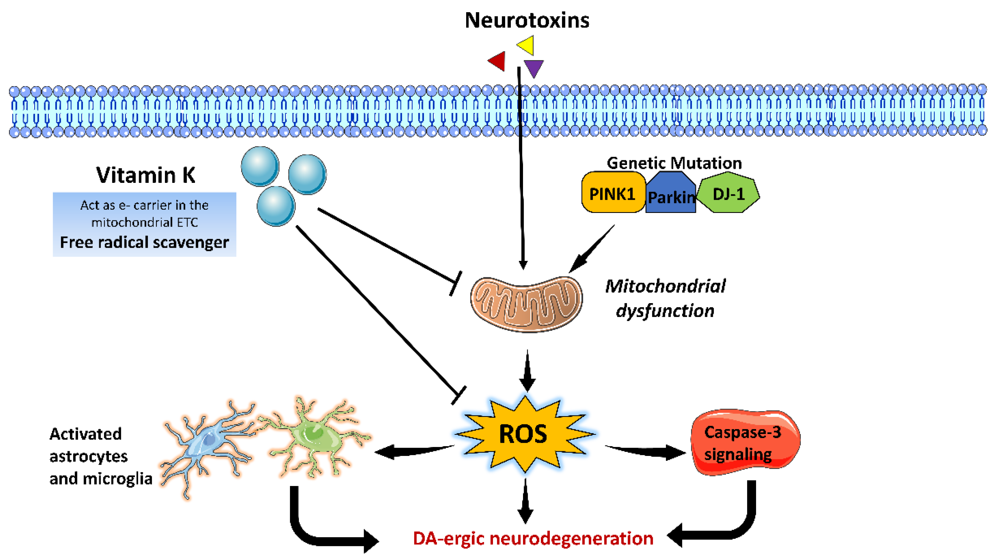 Brainsci 13 00272 g006