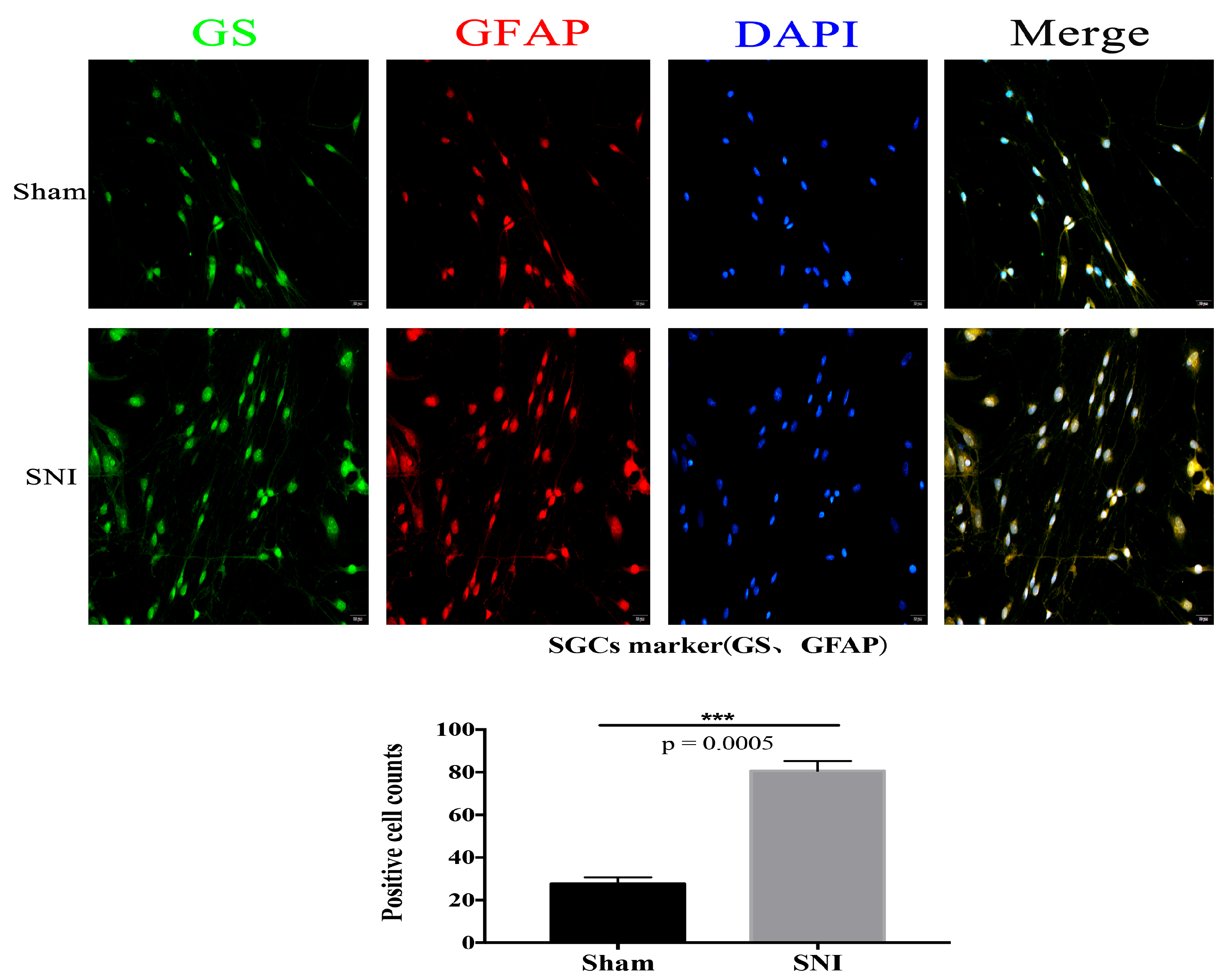 Brainsci 13 00281 g005 Brainsci 13 00281 g005