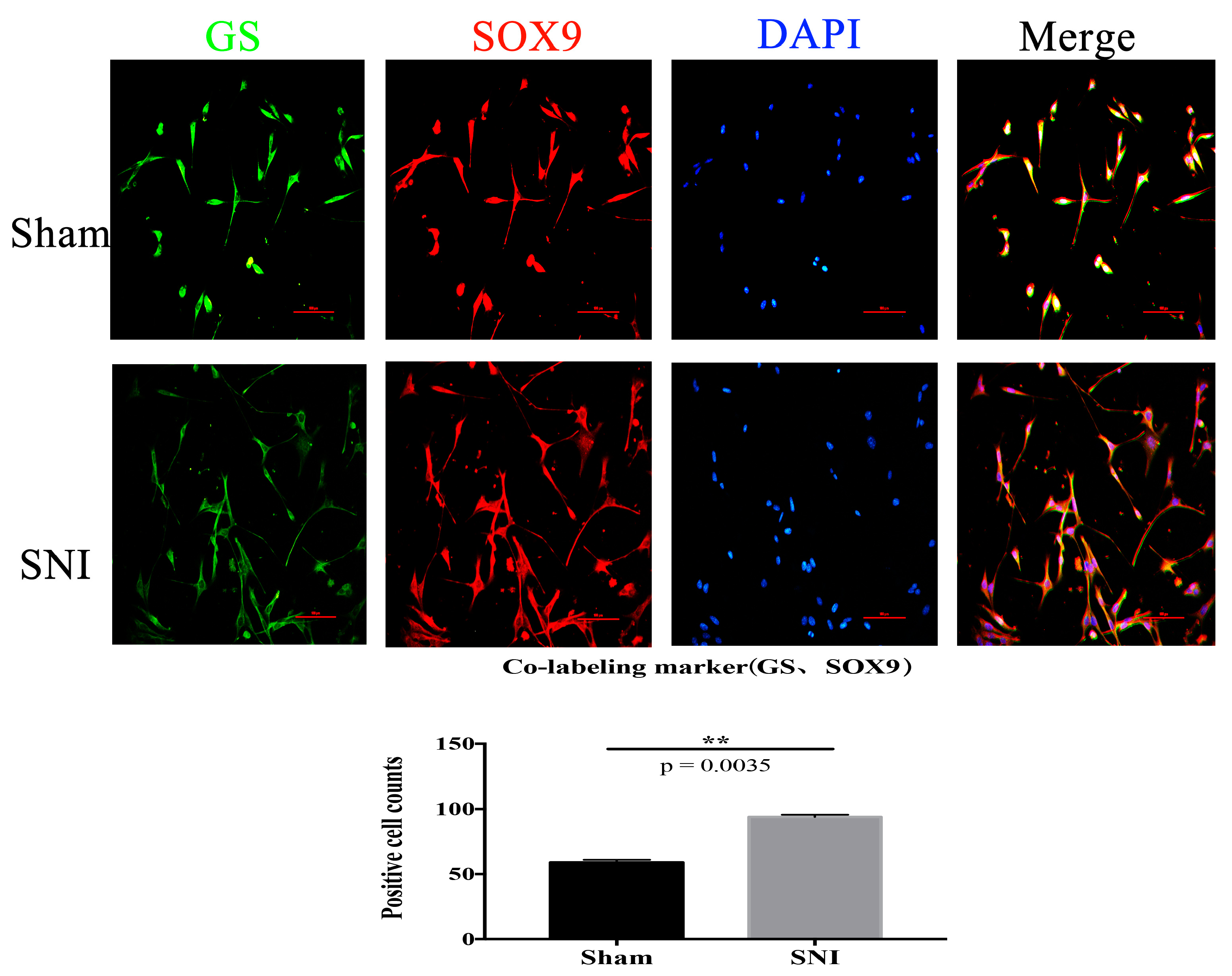 Brainsci 13 00281 g006 Brainsci 13 00281 g006