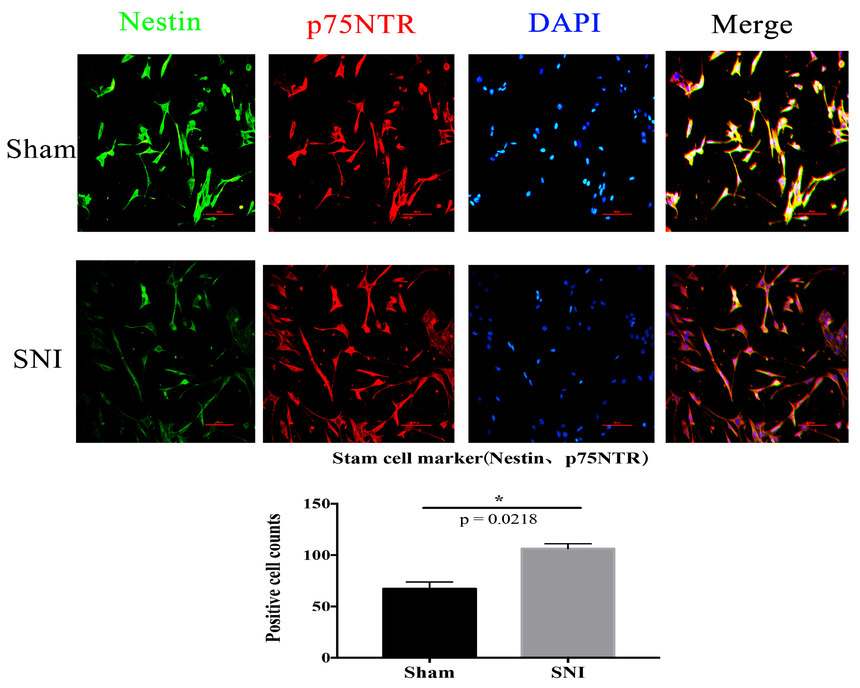 Brainsci 13 00281 g007 Brainsci 13 00281 g007