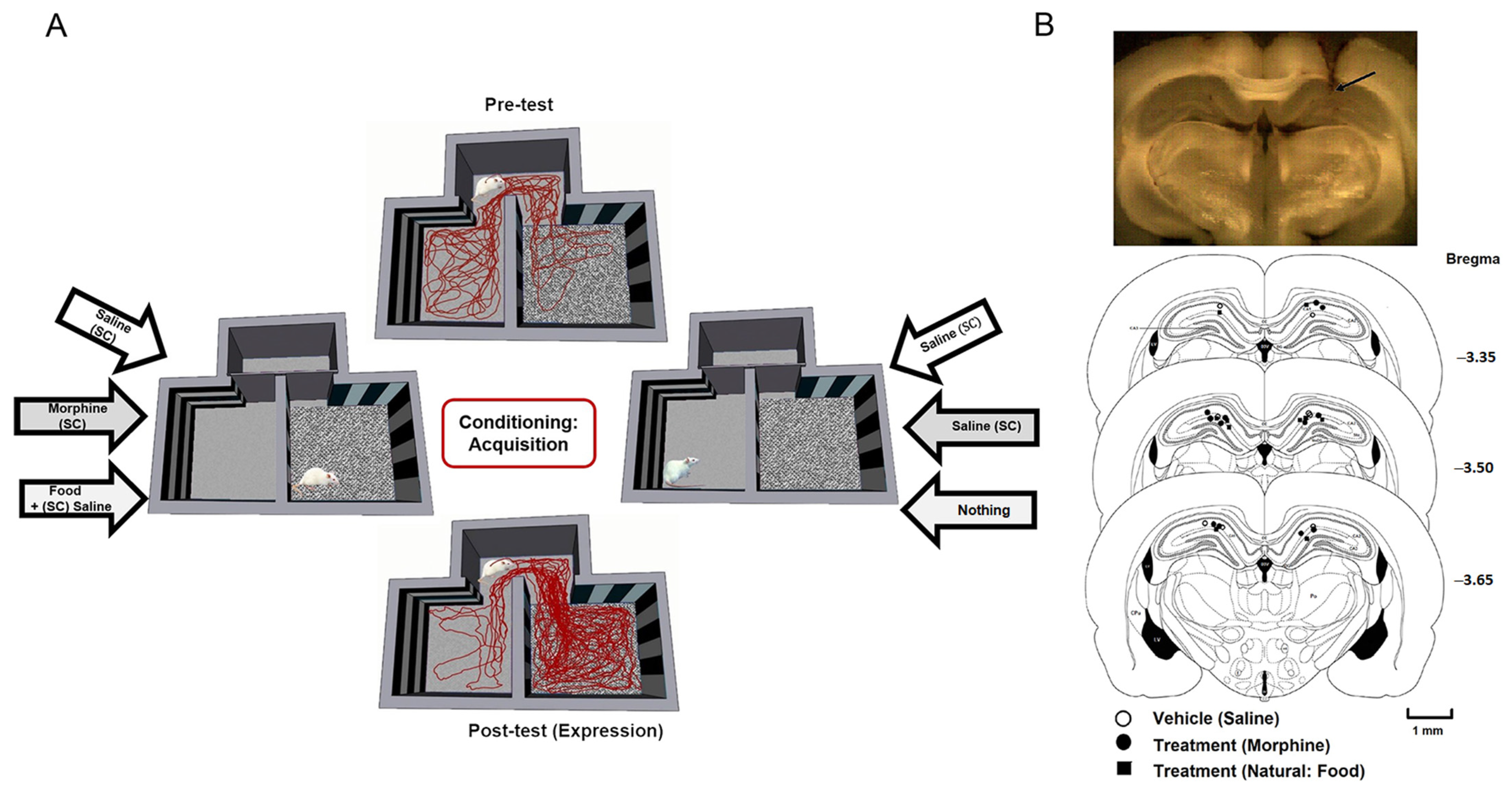 Brainsci 13 00322 g001