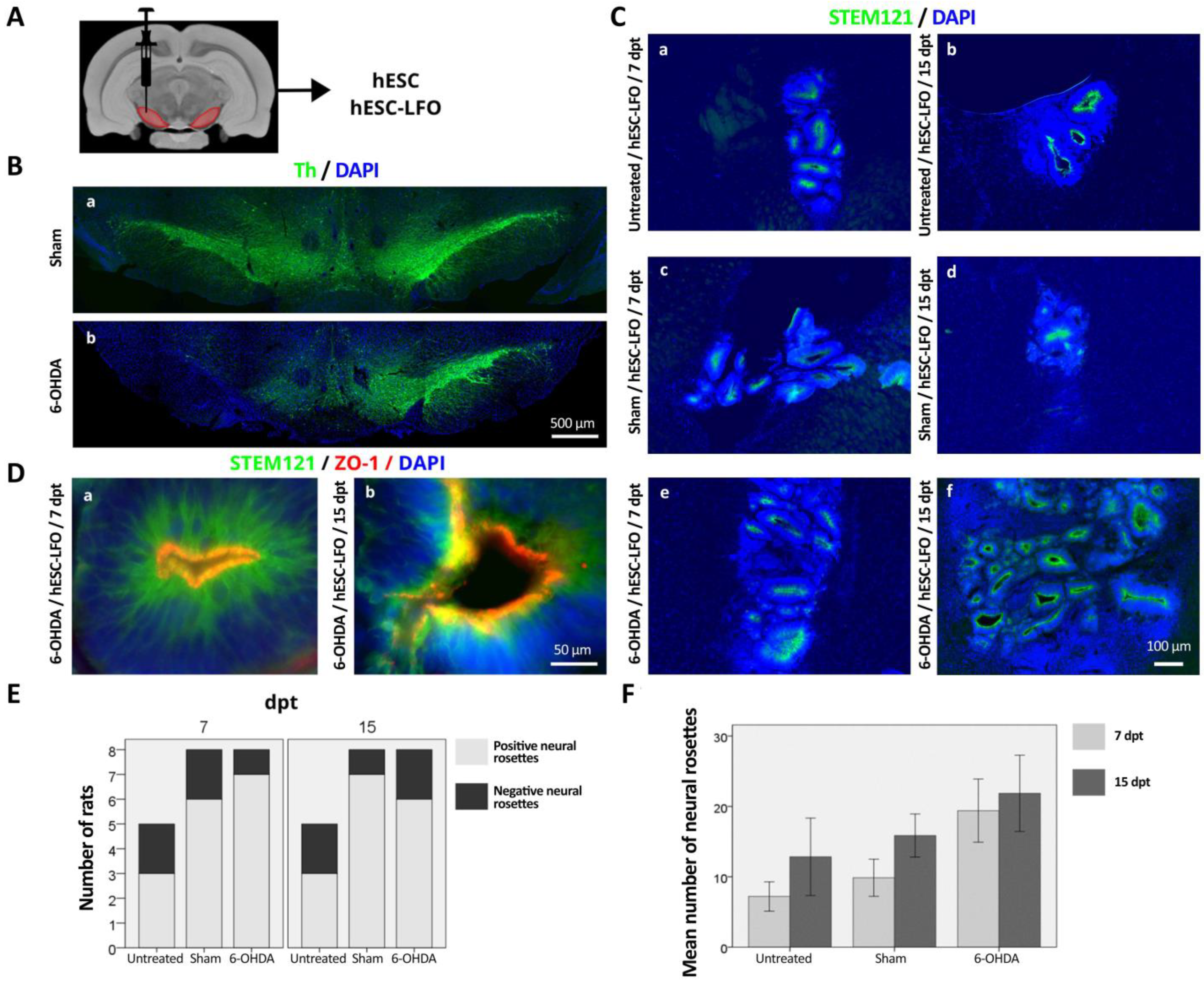 Brainsci 13 00329 g001 Brainsci 13 00329 g001