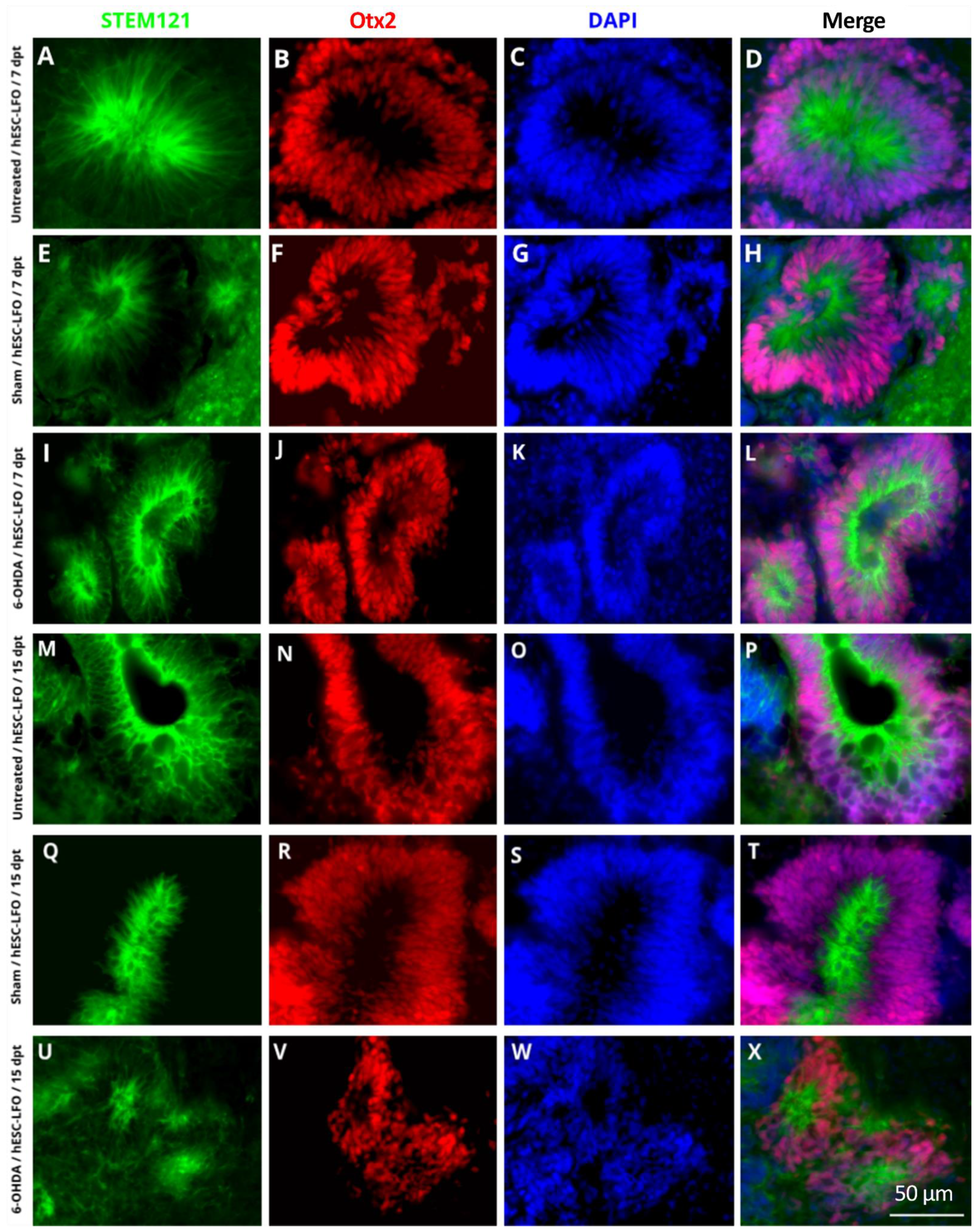 Brainsci 13 00329 g003 Brainsci 13 00329 g003