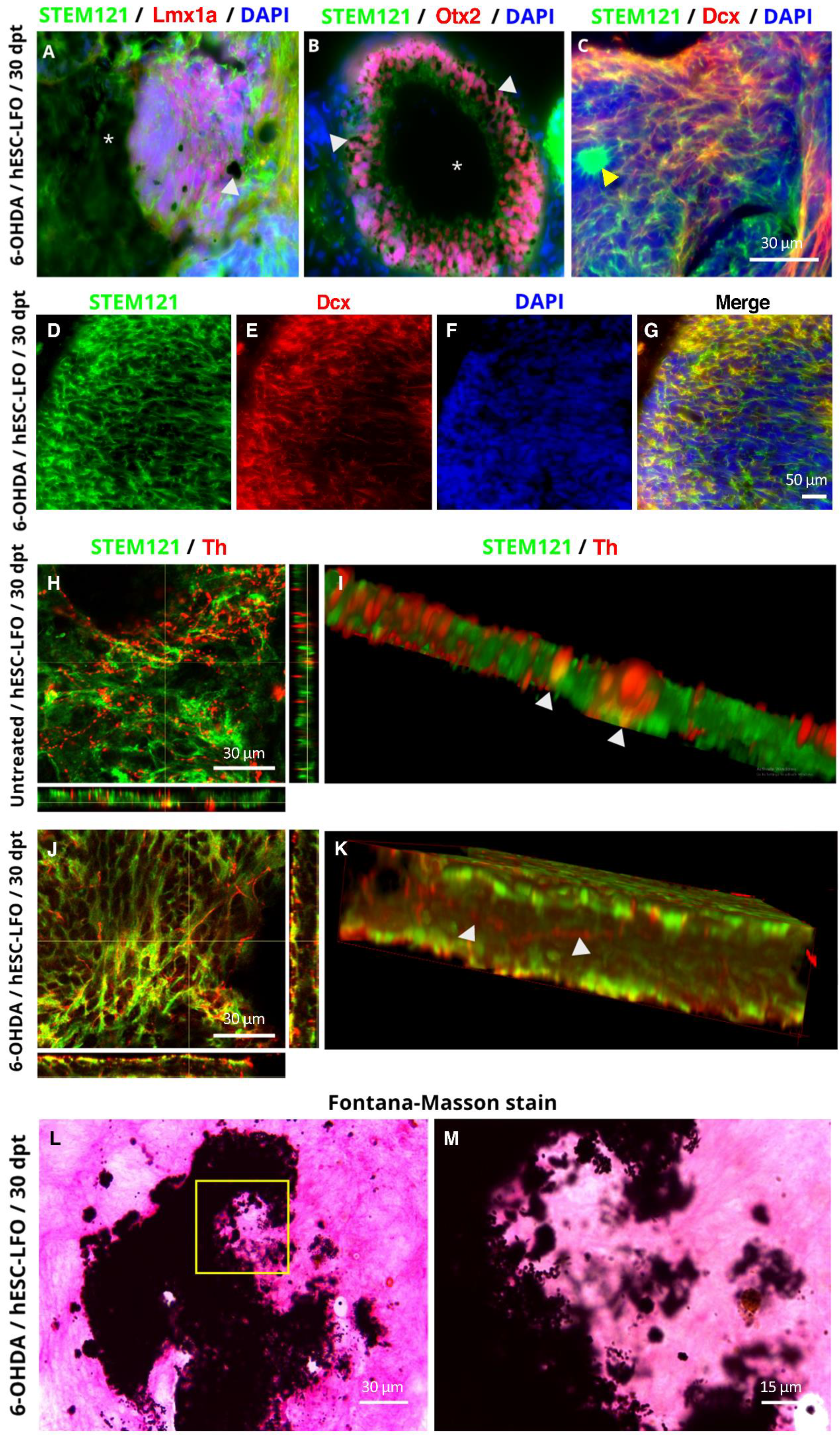 Brainsci 13 00329 g006 Brainsci 13 00329 g006