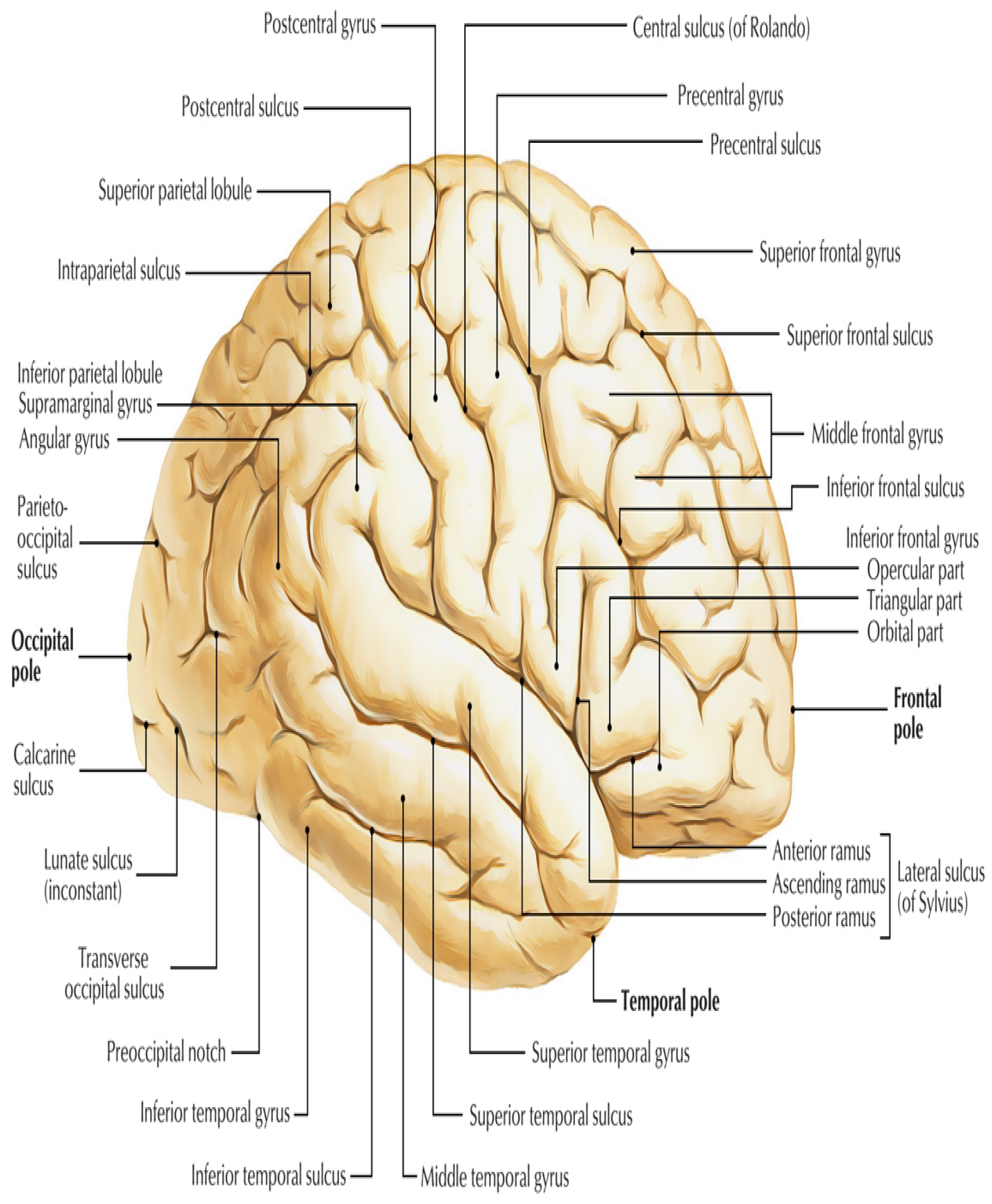 Detecting Cortical Thickness Changes in Epileptogenic Lesions Using Biology Diagrams
