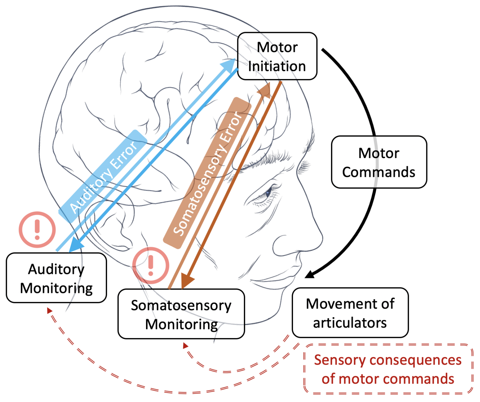 People imitate accent features they expect to hear, even without hearing  them