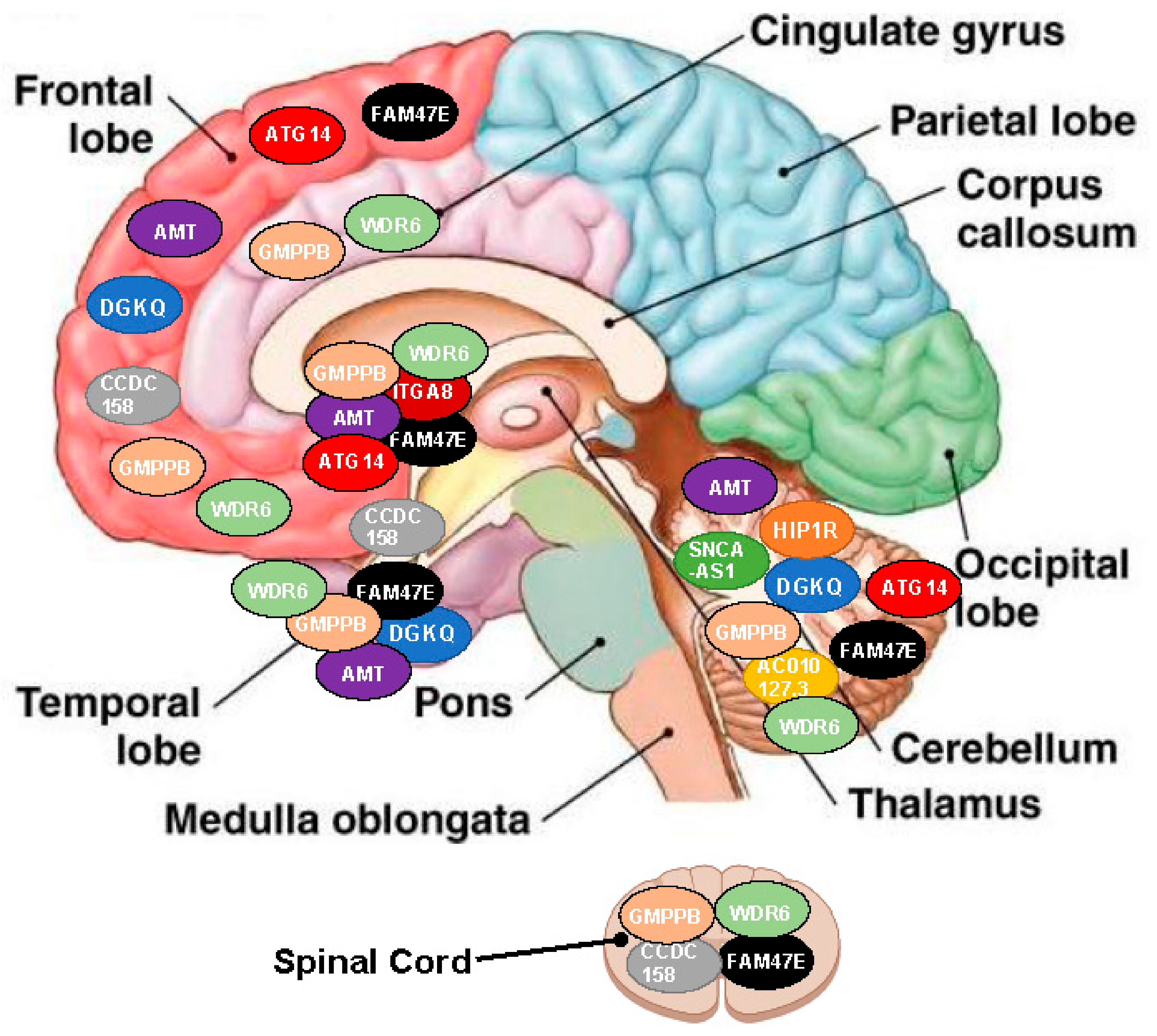 Brainsci 13 00506 g001