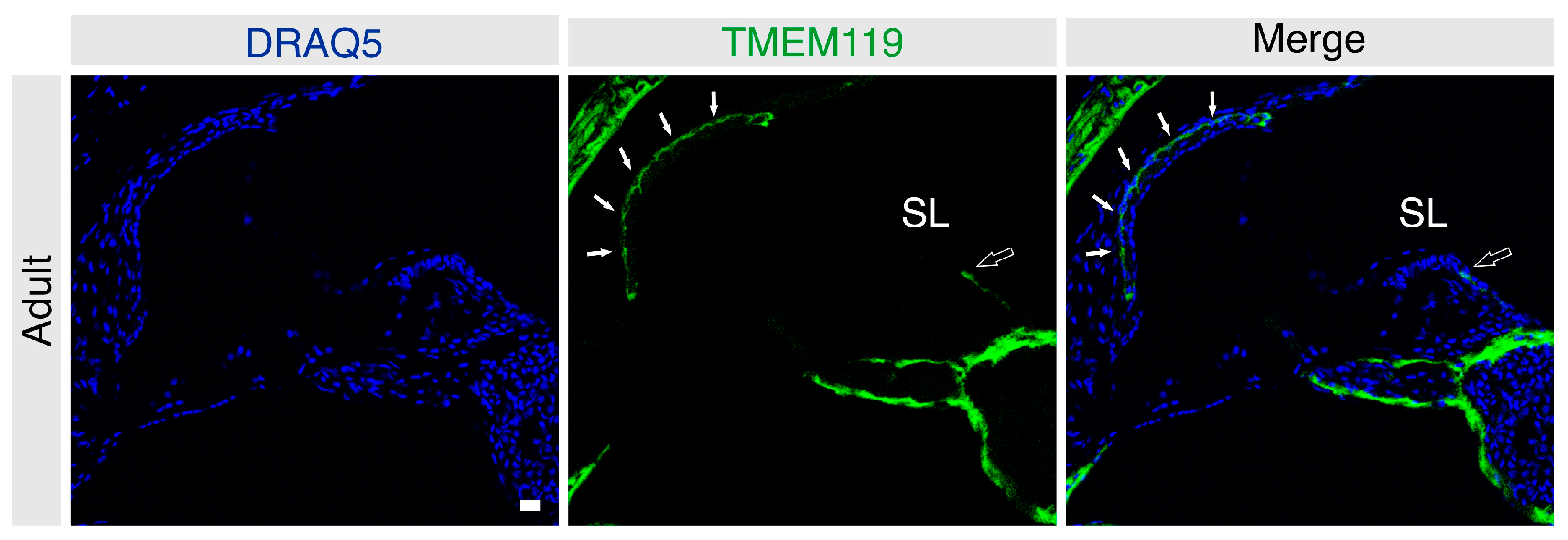 Brainsci 13 00516 g003