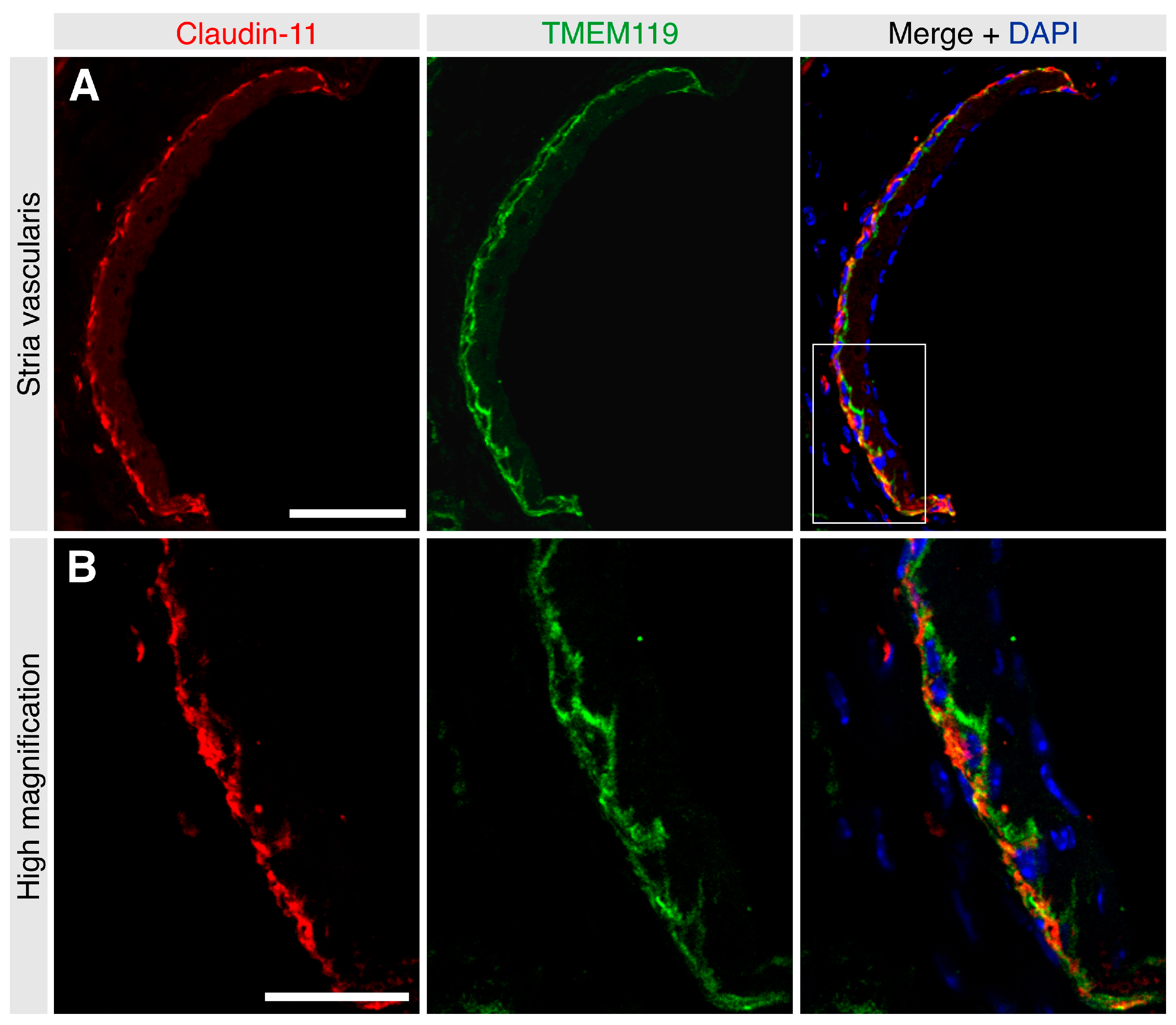 Brainsci 13 00516 g004