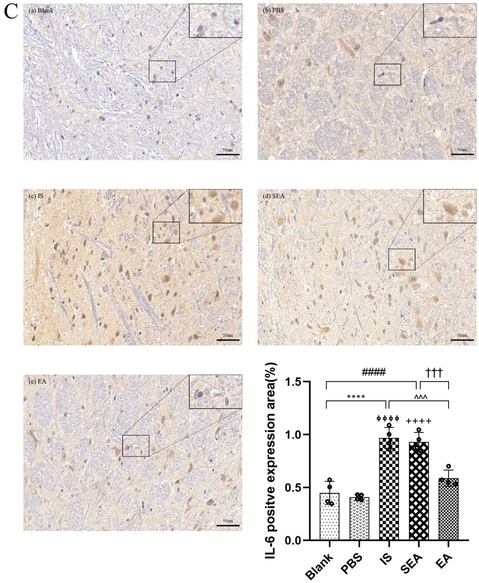 Brainsci 13 00541 g005c Brainsci 13 00541 g005c