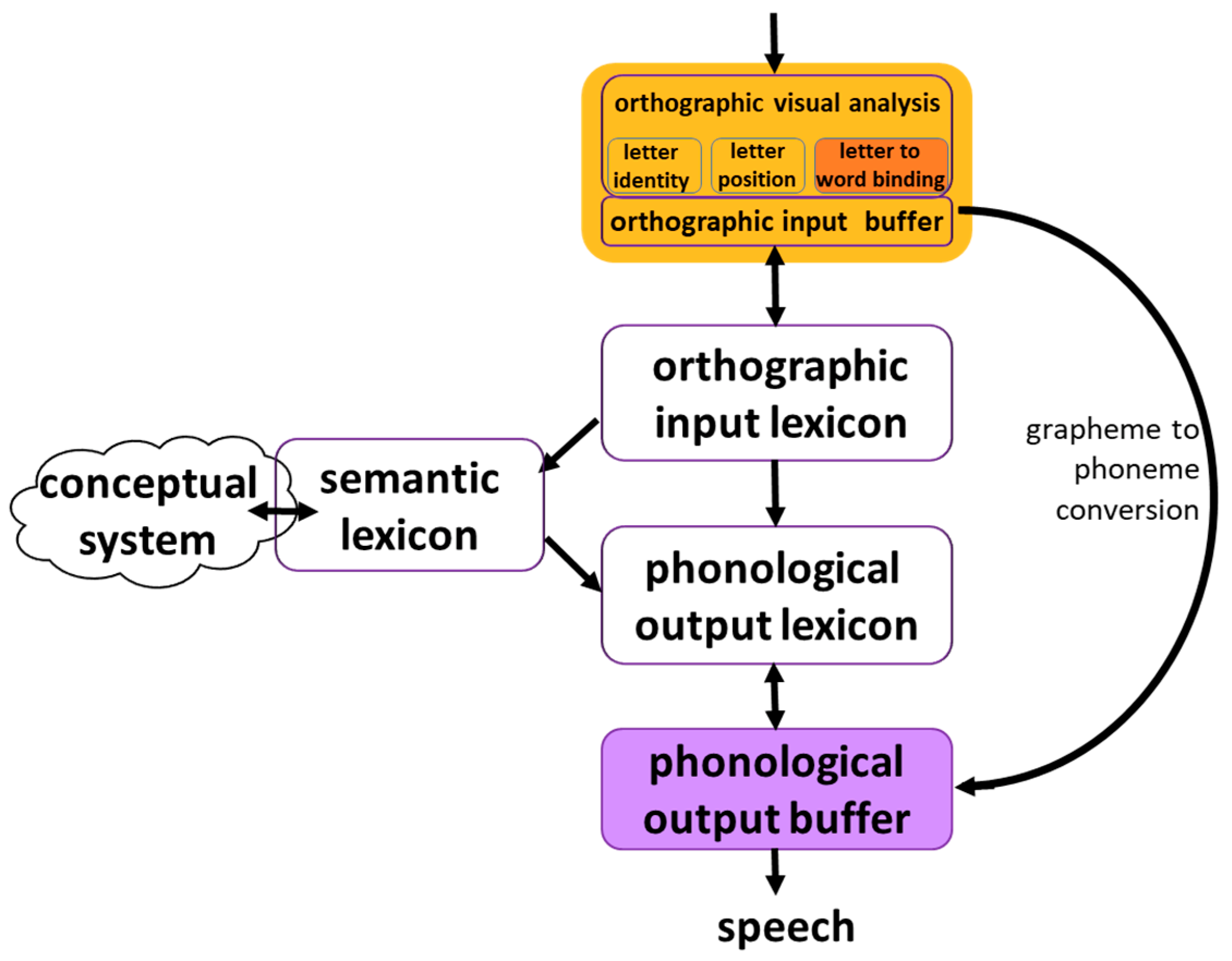 Brain Sciences Free Full-Text Letter Migrations between Words in Reading Aloud Can Result either from an Impairment in Orthographic Input or in Phonological Output